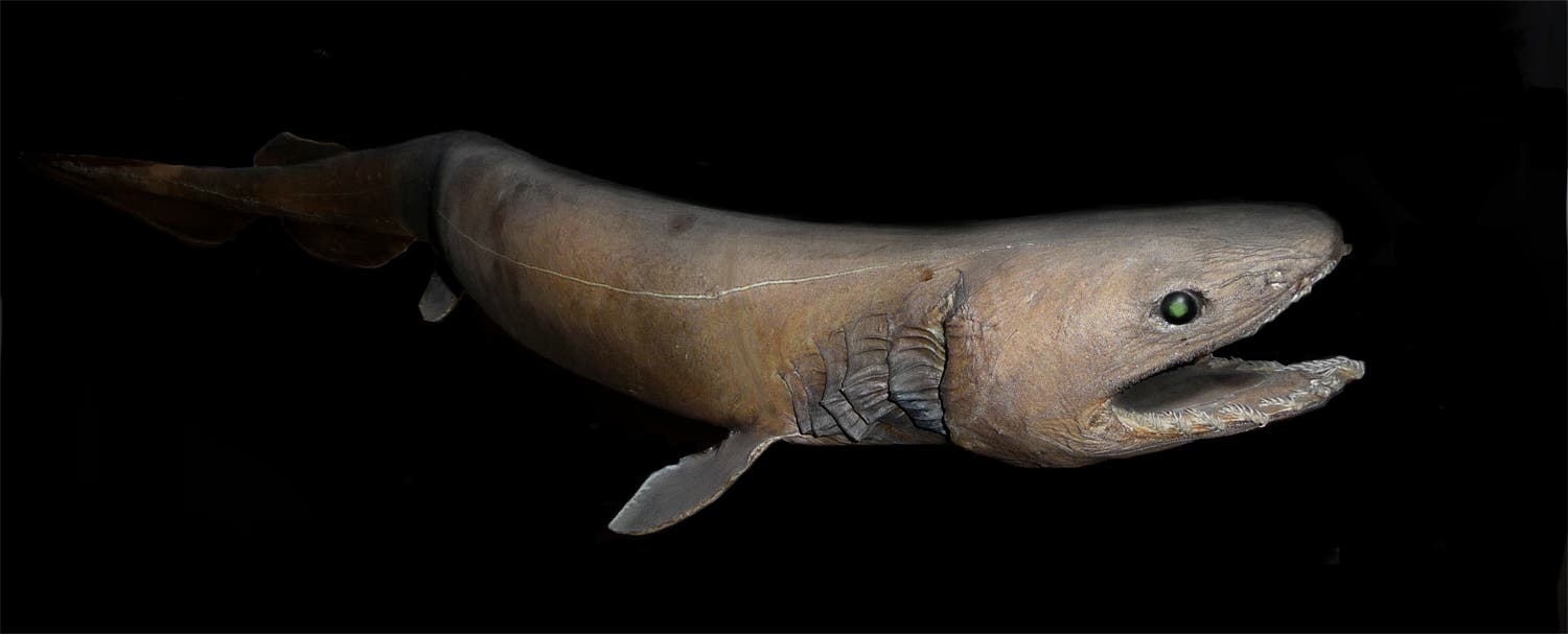 Kragenhai im Museum
