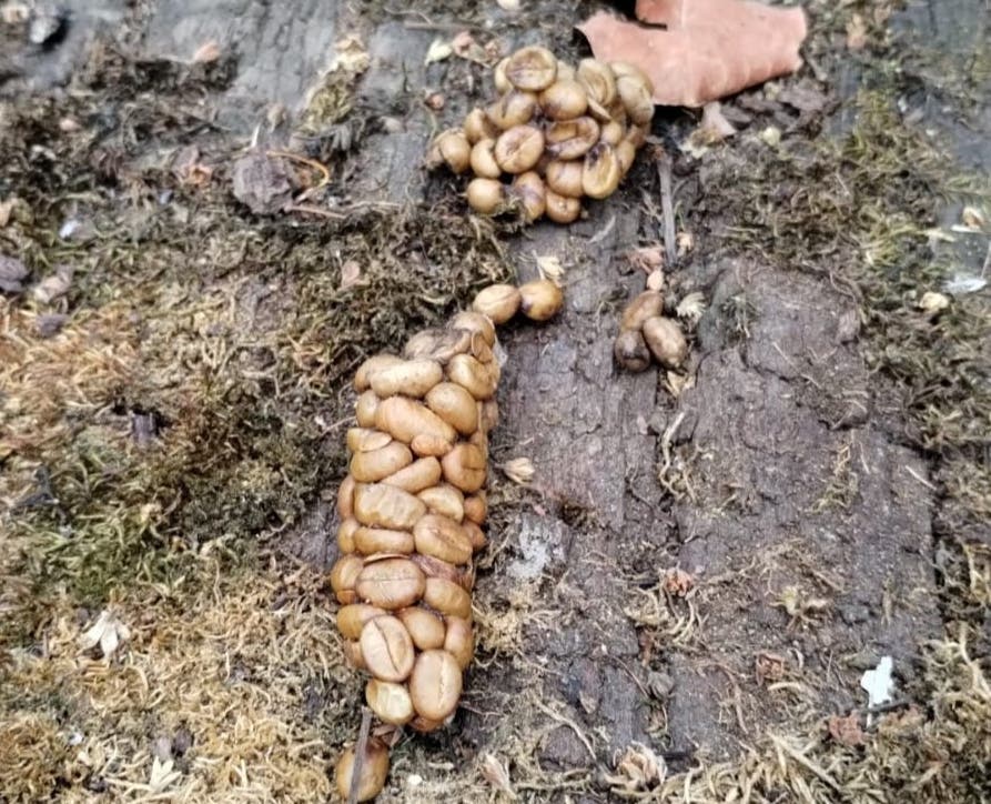 Eine Ansammlung von Kaffeebohnen, die von einem Tier ausgeschieden wurden, liegt auf einem Waldboden. Die Bohnen sind in einer länglichen Form angeordnet und von Moos und Blättern umgeben. Dieses Bild zeigt den Prozess der Herstellung von Kopi Luwak, einem speziellen Kaffee, bei dem die Bohnen durch den Verdauungstrakt eines Tieres gehen.