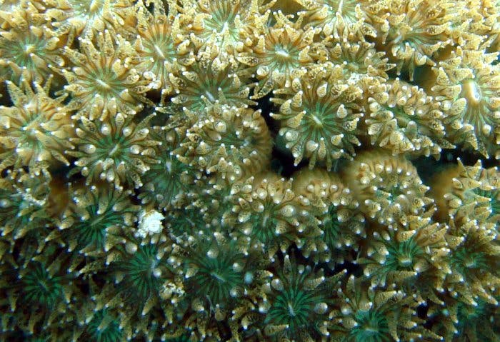 Gesunde Korallen