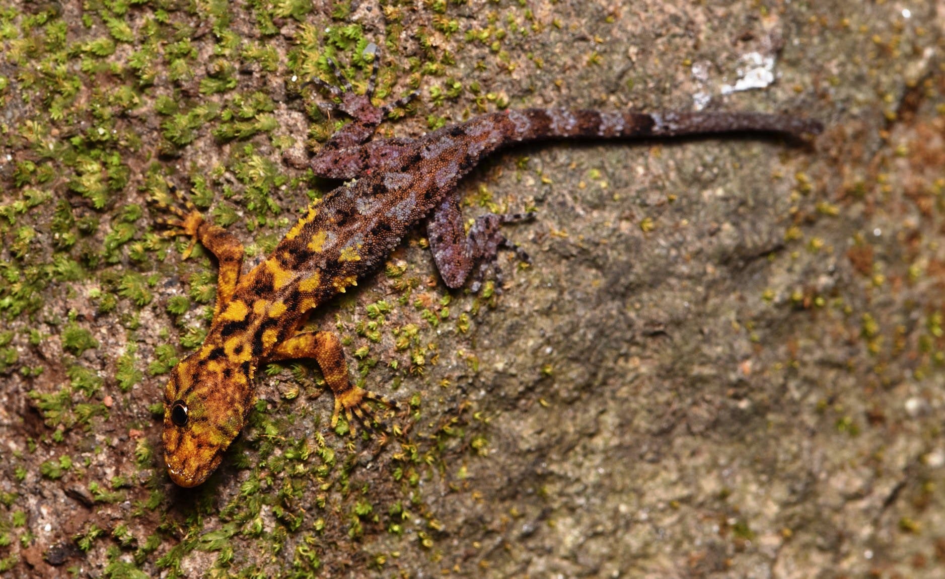 Gecko Cnemaspis selenolagus