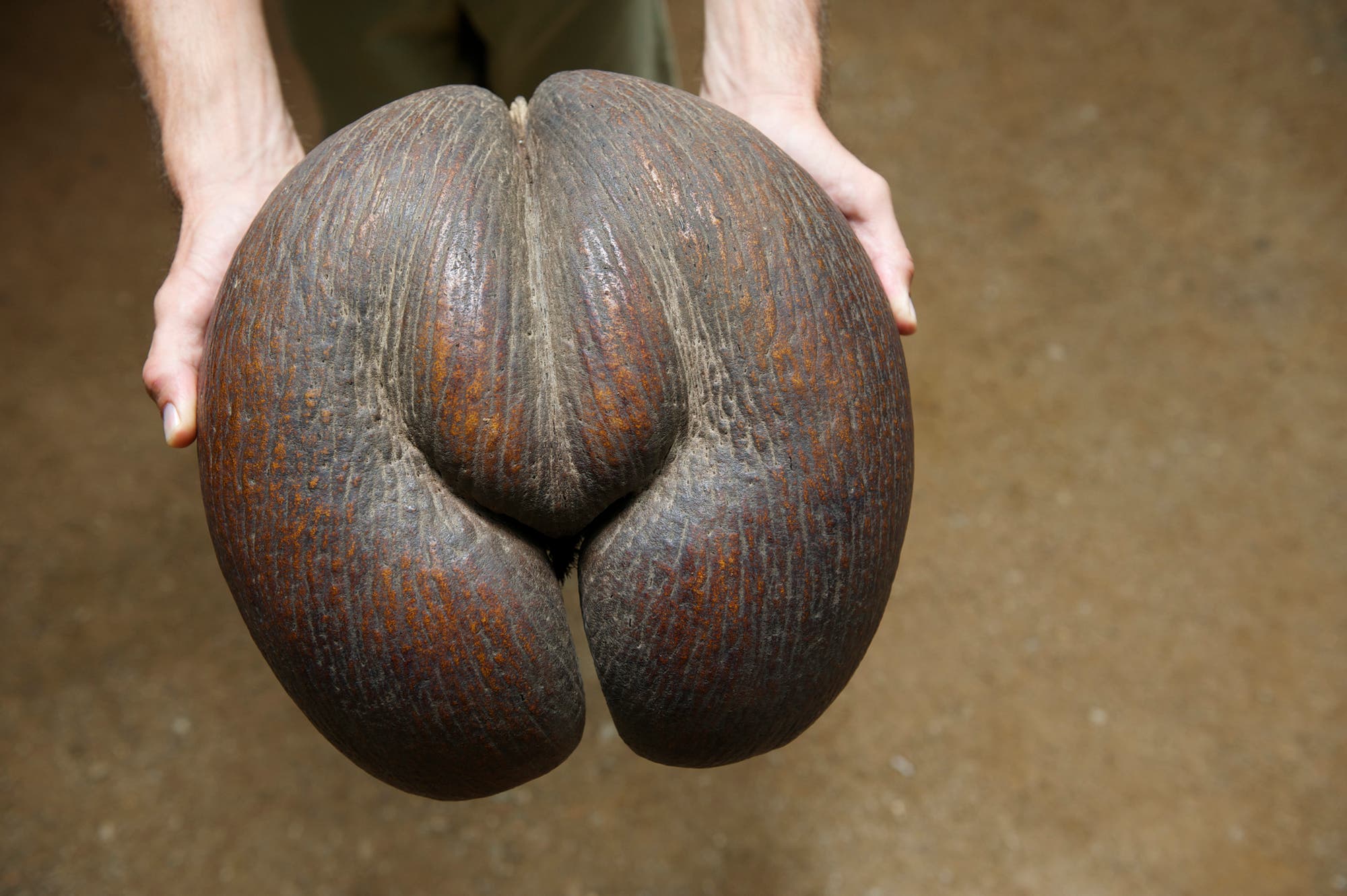 Coco de Mer – der größte Samen der Pflanzenwelt