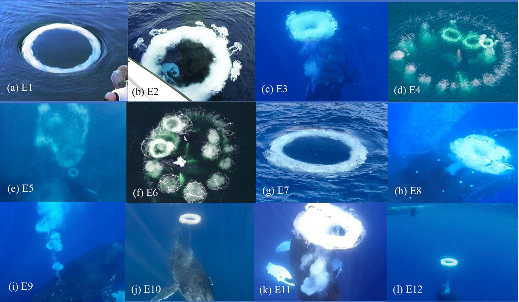 Eine Collage von zwölf Bildern zeigt verschiedene Ansichten von Blasenringen, die von Walen im Wasser erzeugt werden. Jedes Bild ist mit einem Etikett von E1 bis E12 versehen. Die Bilder zeigen die Ringe aus unterschiedlichen Perspektiven und in verschiedenen Stadien der Entstehung. Einige Bilder zeigen die Wale, die die Ringe erzeugen, während andere nur die Blasenringe an der Wasseroberfläche zeigen. Die Farben variieren von tiefem Blau bis zu helleren Tönen, abhängig von der Tiefe und dem Lichteinfall.