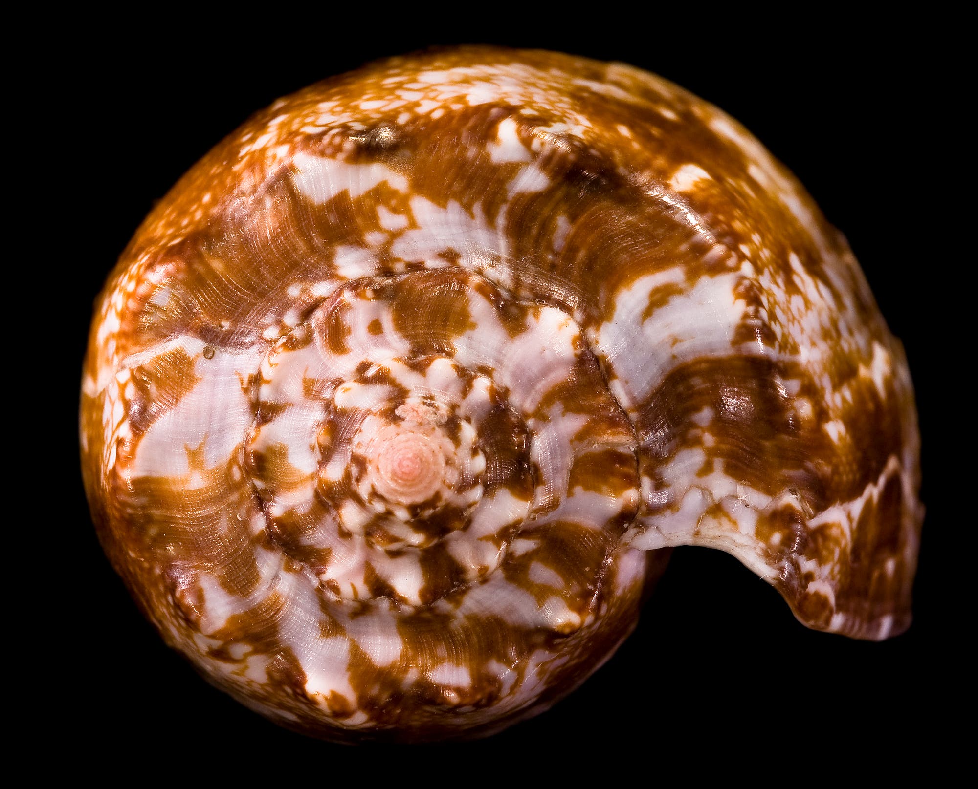 Conus geographicus