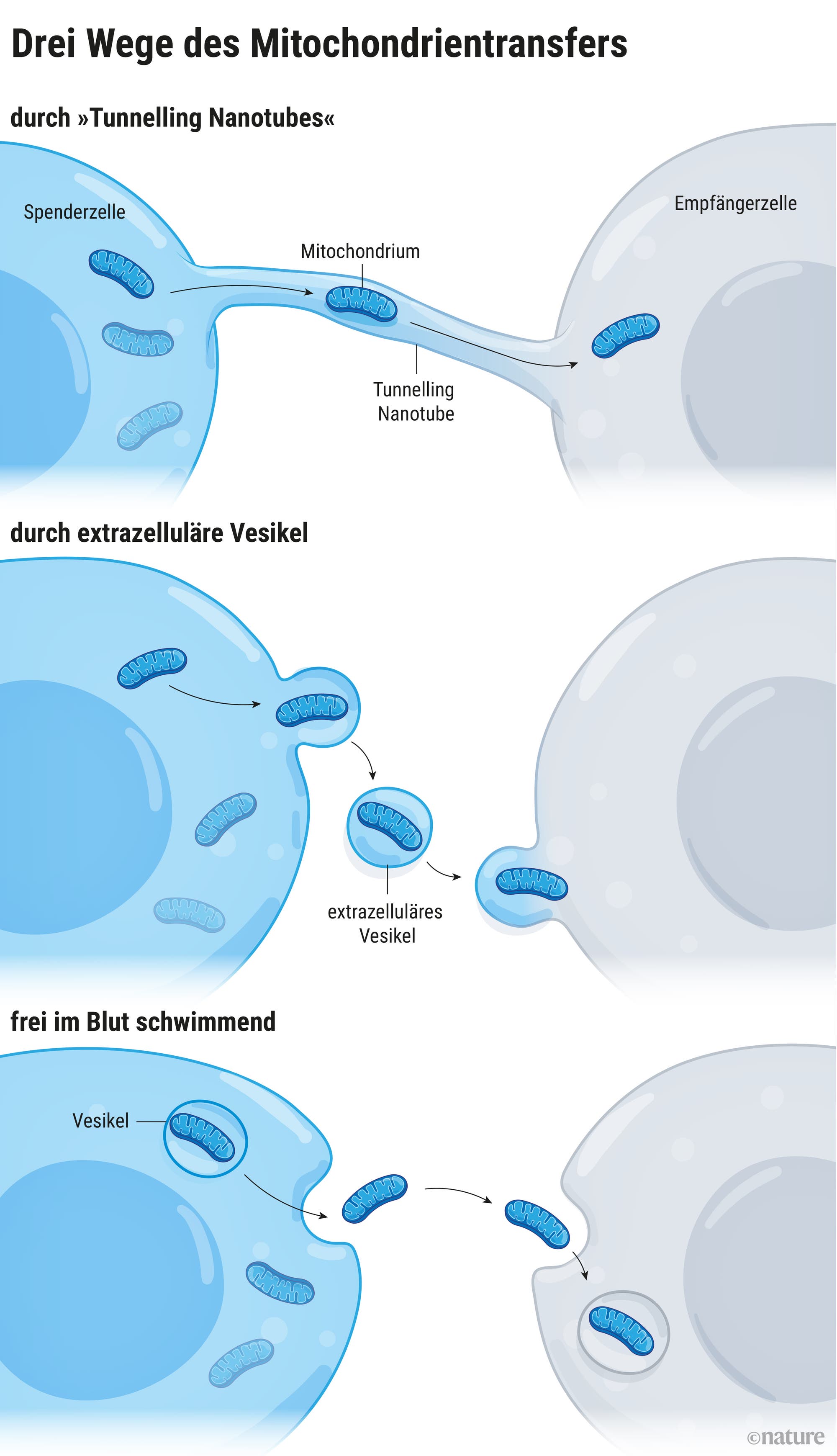 Ein wissenschaftliches Diagramm zeigt drei Wege, wie Mitochondrien zwischen Zellen übertragen werden: durch tunnelförmige Nanotubes, extrazelluläre Vesikel und frei schwebend. Oben verbindet ein tunnelförmiges Nanotube eine Spenderzelle mit einer Empfängerzelle, durch das ein Mitochondrium transportiert wird. In der Mitte wird ein Mitochondrium in einem extrazellulären Vesikel von der Spenderzelle zur Empfängerzelle transportiert. Unten bewegt sich ein Mitochondrium frei von der Spenderzelle zur Empfängerzelle. Der Text beschreibt die Studienergebnisse zu diesen Transportwegen.