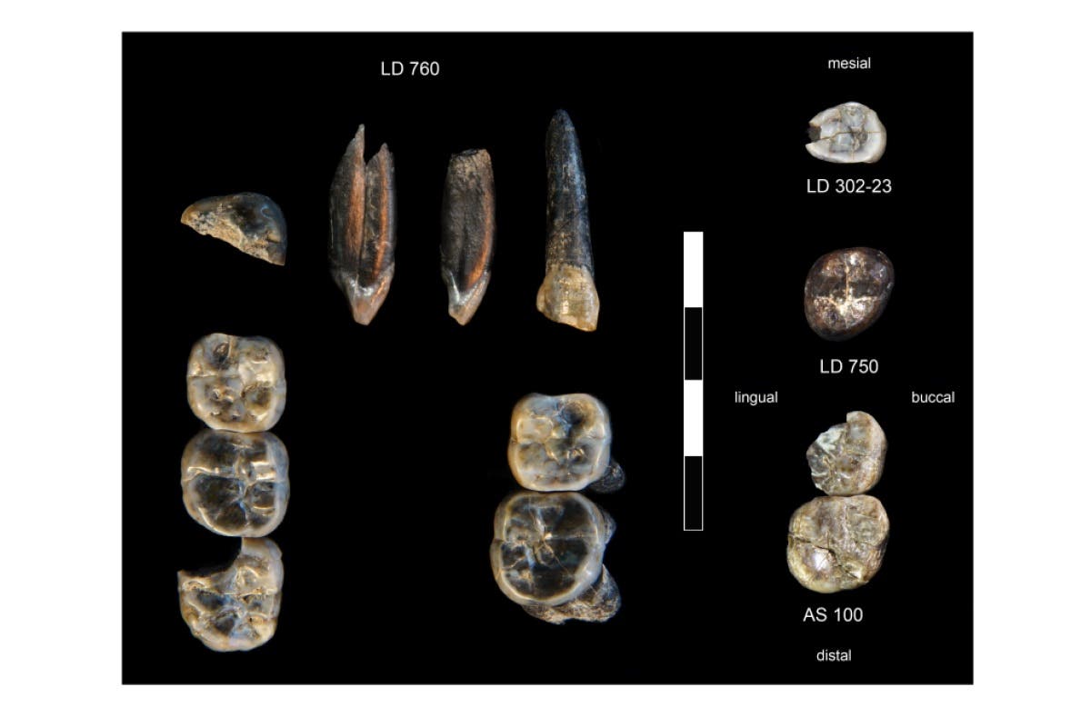 Das Bild zeigt eine Sammlung fossiler Zähne auf schwarzem Hintergrund, die in verschiedenen Ansichten dargestellt sind. Die Zähne sind mit den Bezeichnungen LD 760, LD 302-23, LD 750 und AS 100 versehen. Ein Maßstab ist ebenfalls abgebildet. Die Begriffe "mesial", "lingual", "buccal" und "distal" geben die Ausrichtungen der Zähne an. Die Zähne variieren in Form und Größe und sind detailliert dargestellt, um ihre Oberflächenstrukturen zu zeigen.
