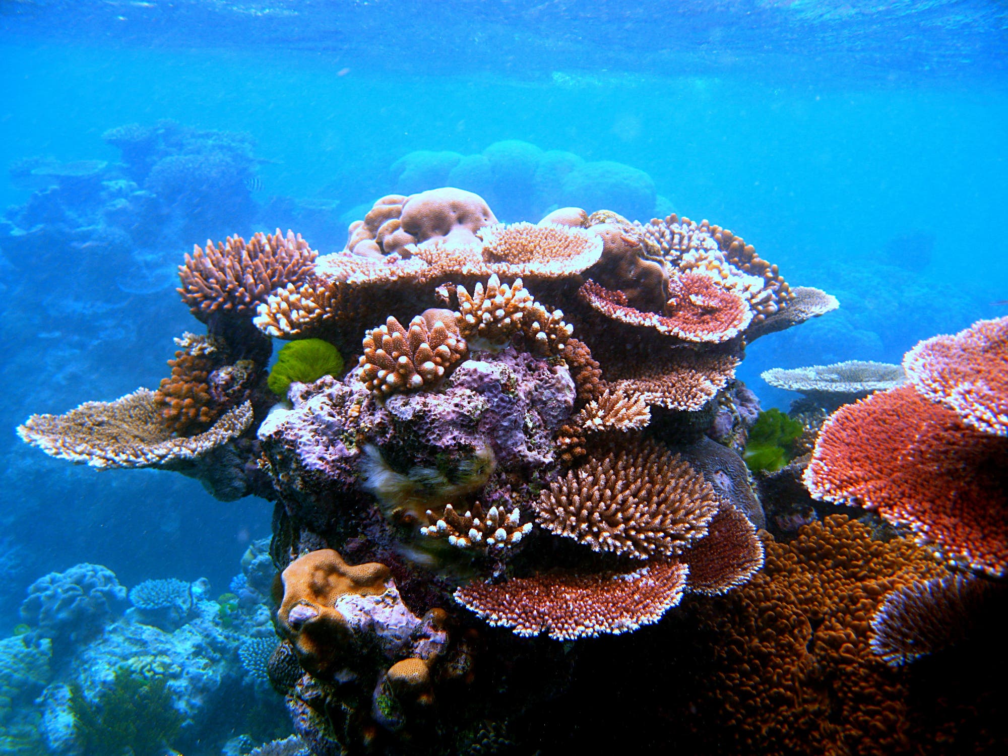 Korallenriff am Great Barrier Reef