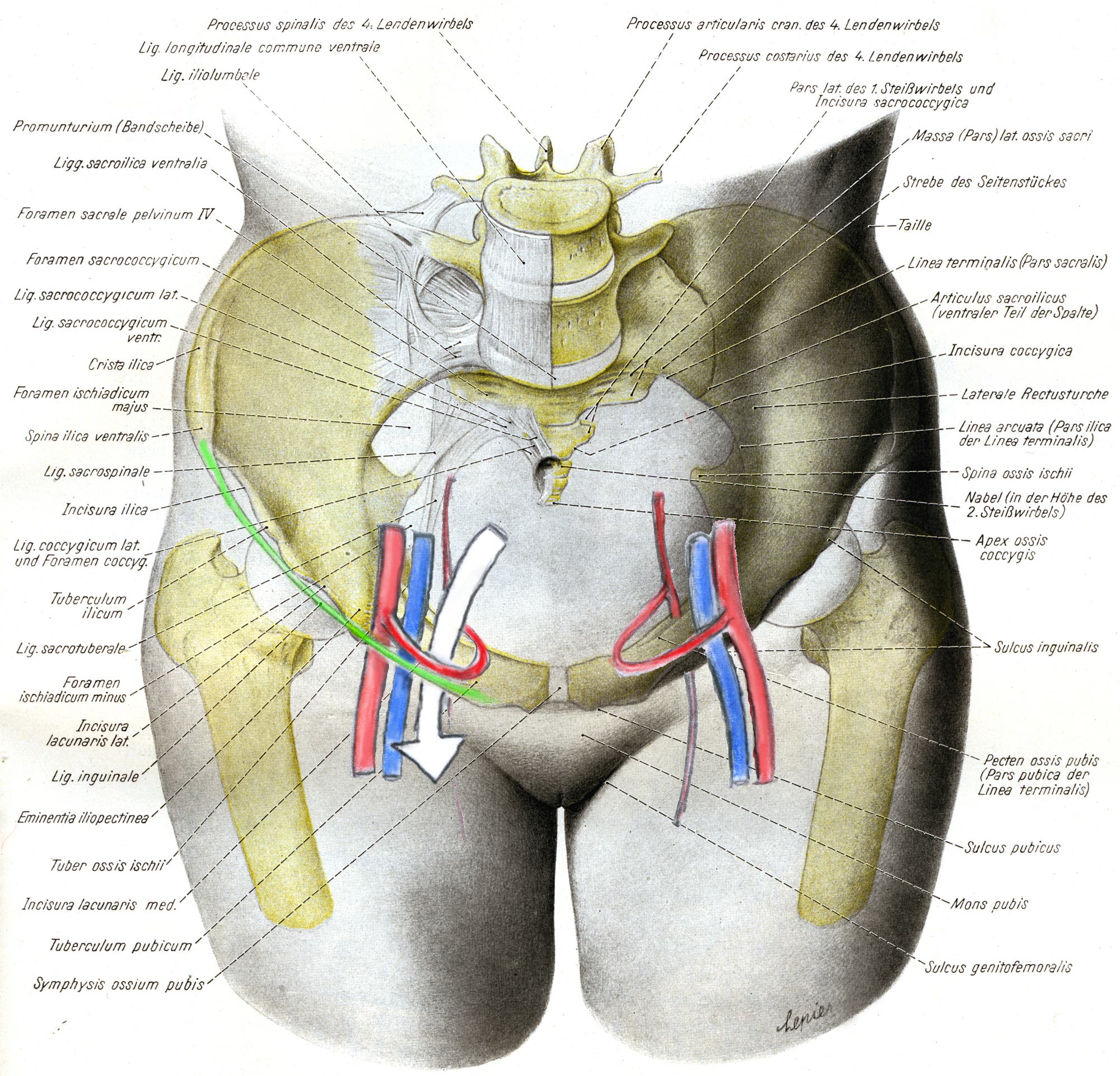 Anatomia coronae