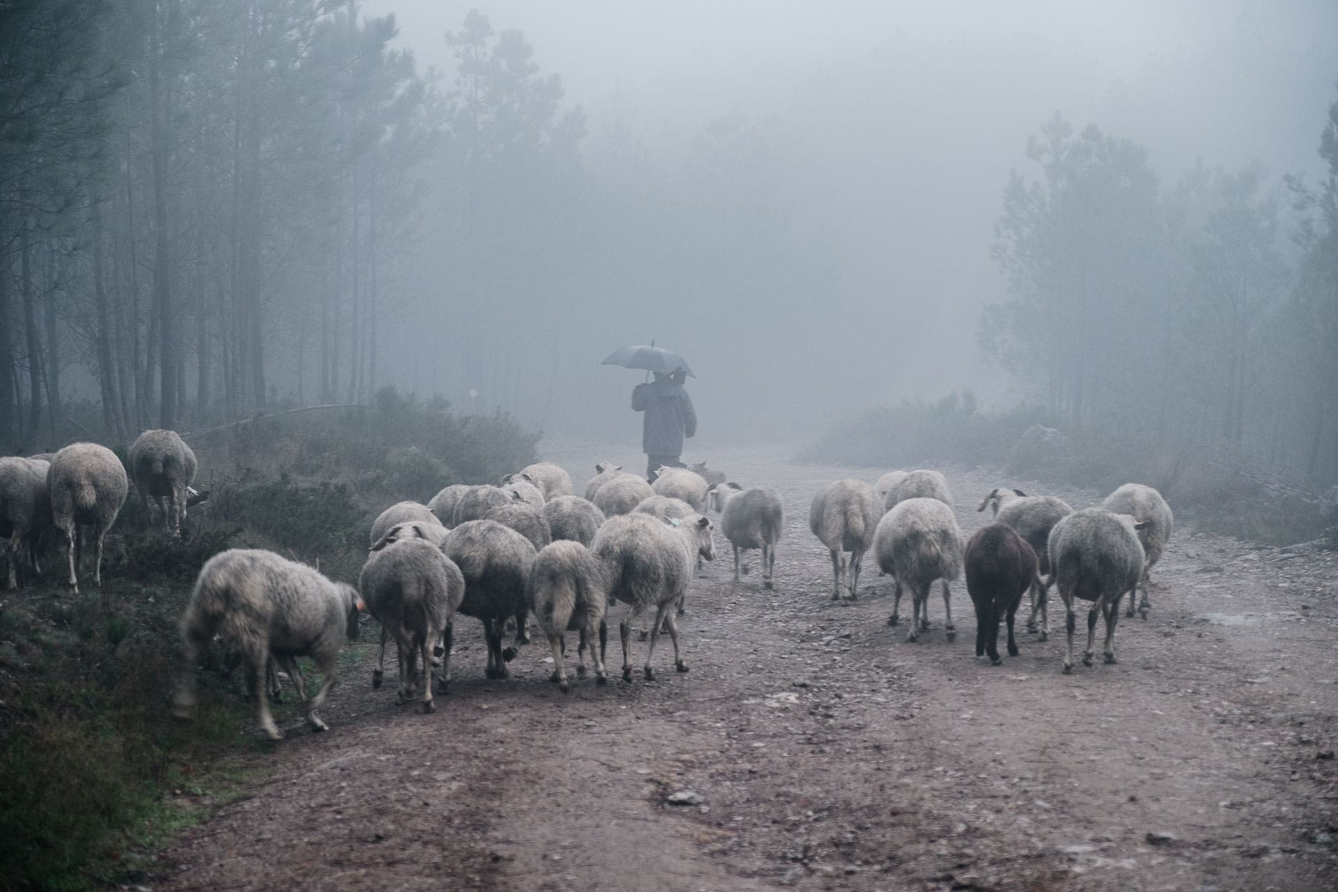 Eine Herde Schafe wird über einen Trampelprad durch einen Waldgefürt. es ist neblig.