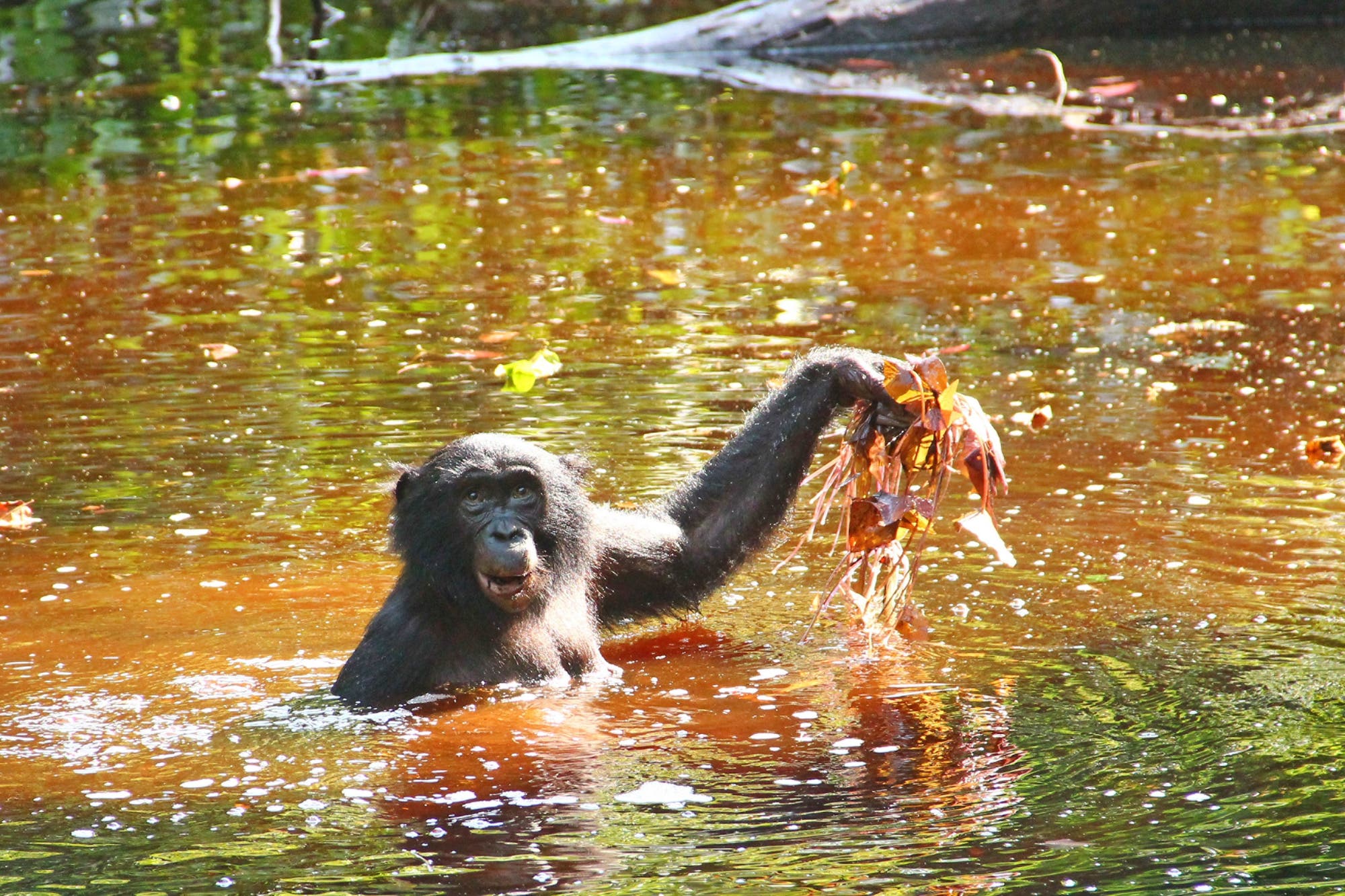 Bonobo fischt nach Tigerlotus 