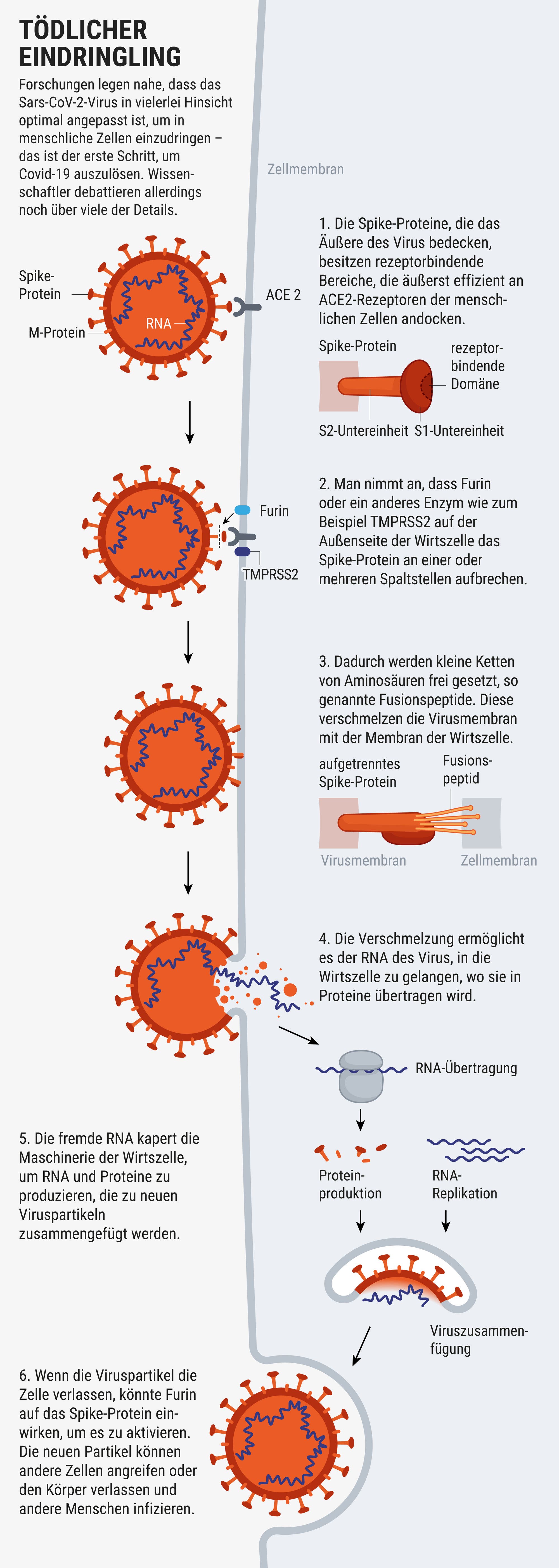Die Grafik zeigt, wie das Virus in Zellen eindringt.