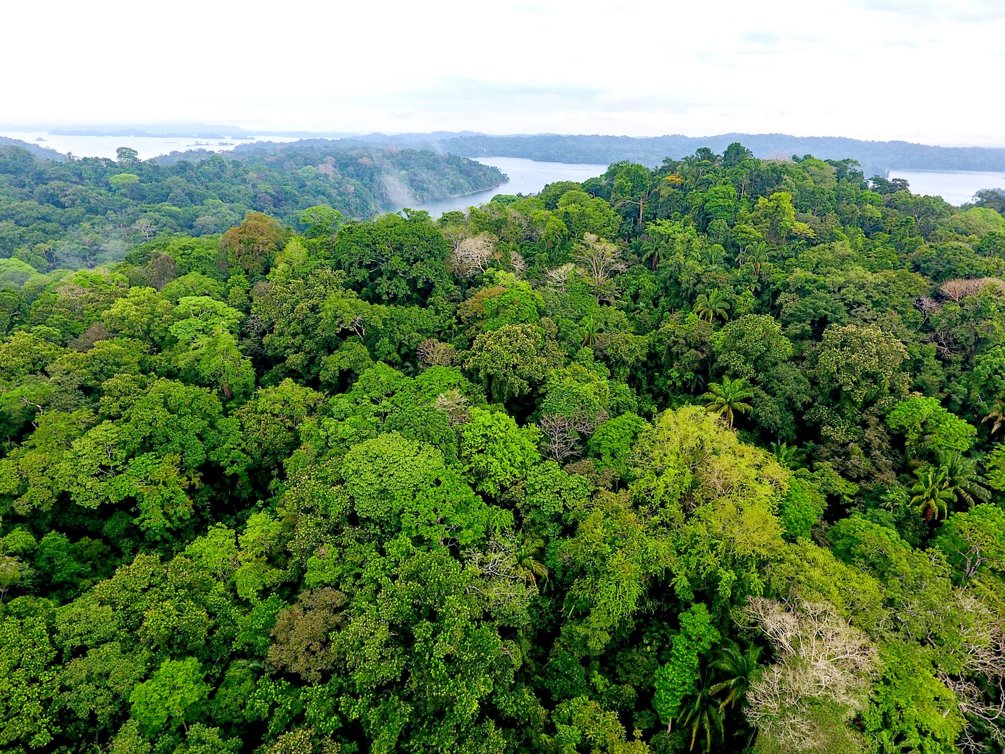 Der panamaische Regenwald von oben