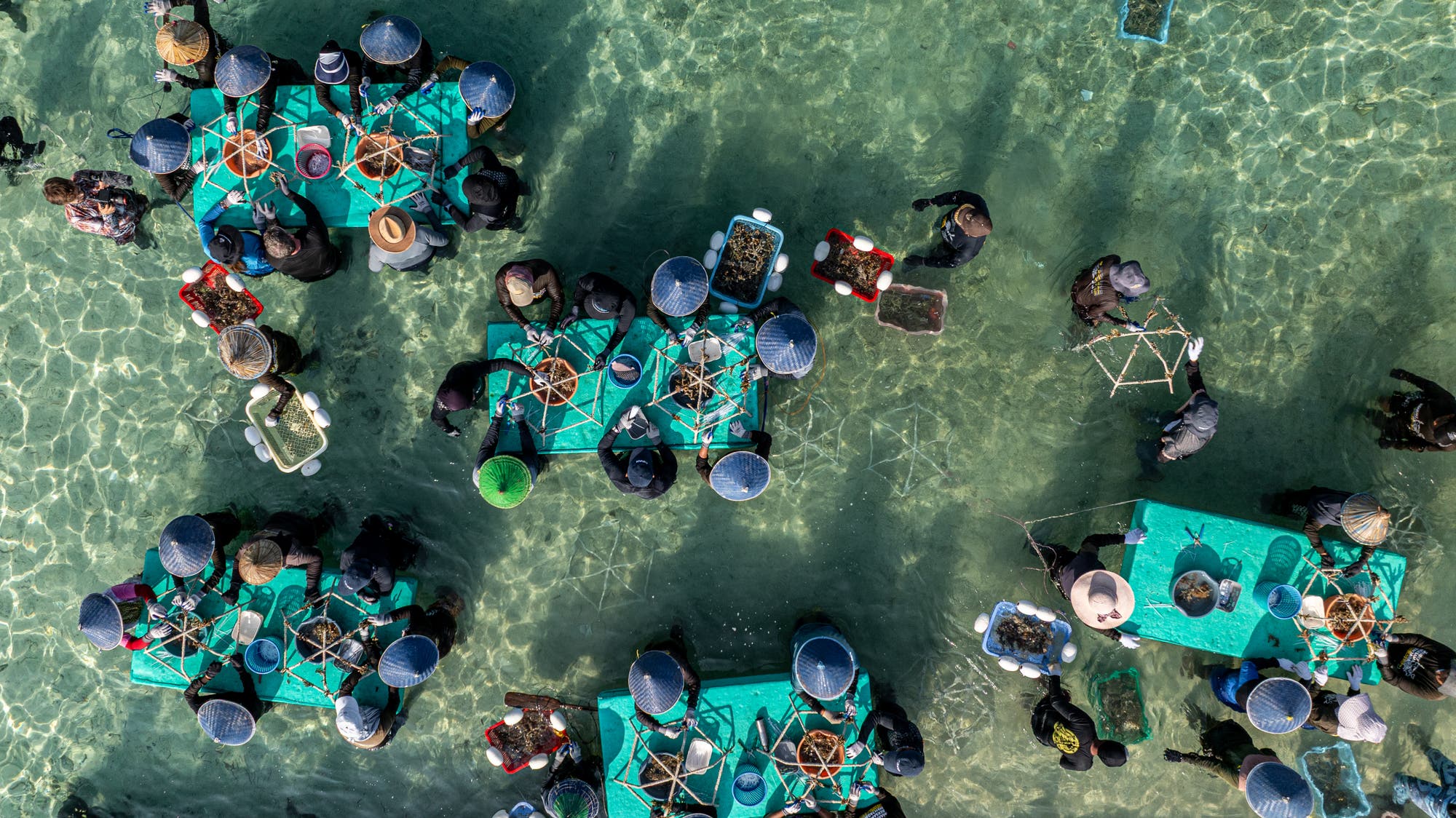 Luftaufnahme von Menschen, die in flachem, klarem Wasser an Tischen arbeiten. Sie befestigen Korallenfragmente auf Metallkonstruktionen, sogenannten Riffsternen. Einige Personen tragen Hüte zum Schutz vor der Sonne. 