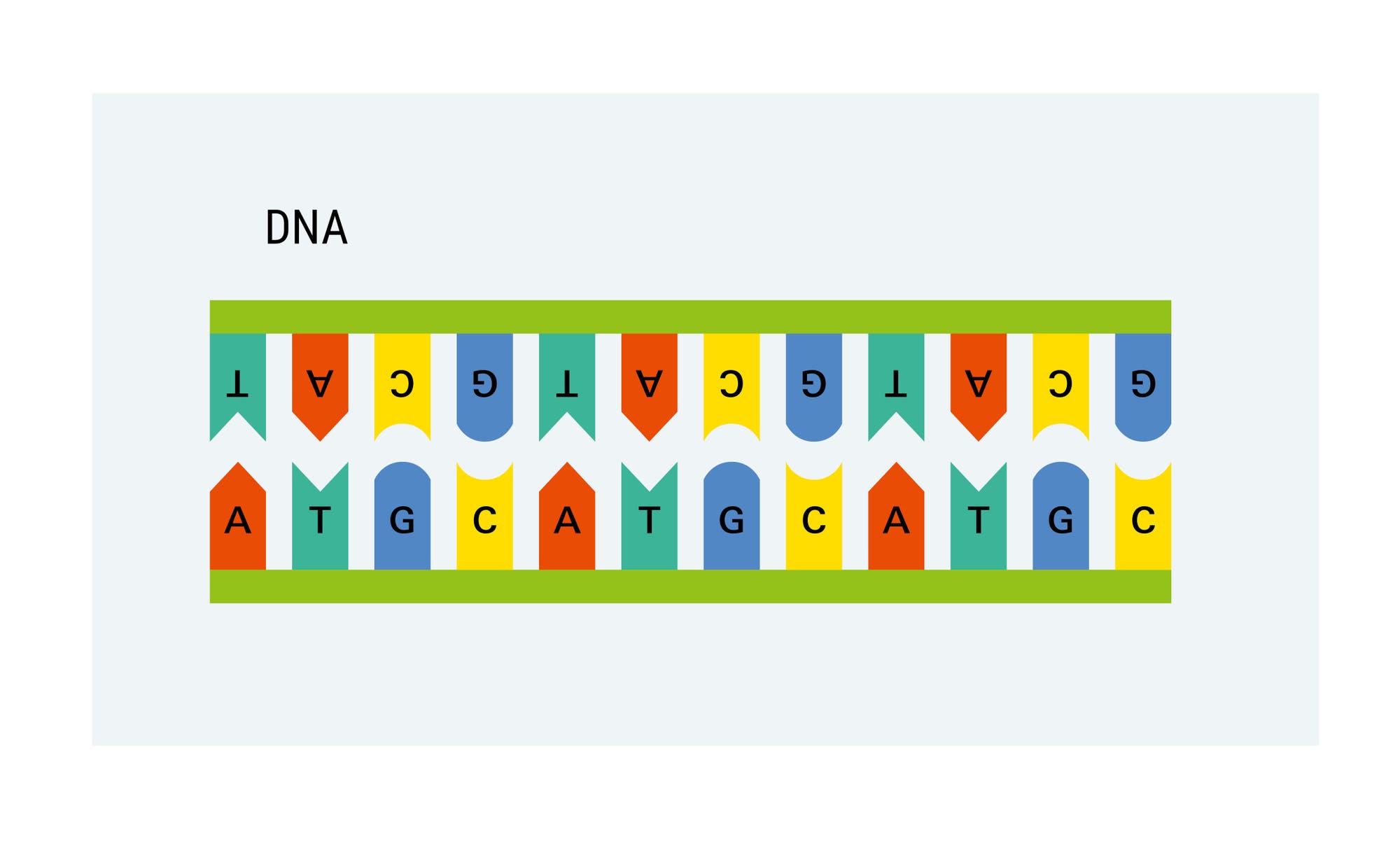 Eine grafische Darstellung einer DNA-Sequenz, die aus den Basenpaaren A, T, G und C besteht. Die Buchstaben sind in farbigen Formen angeordnet: A in Rot, T in Grün, G in Blau und C in Gelb. Die Sequenz ist in zwei parallelen Reihen dargestellt, die durch grüne Linien oben und unten begrenzt sind. Die Anordnung der Buchstaben zeigt die komplementäre Paarung der DNA-Basen.