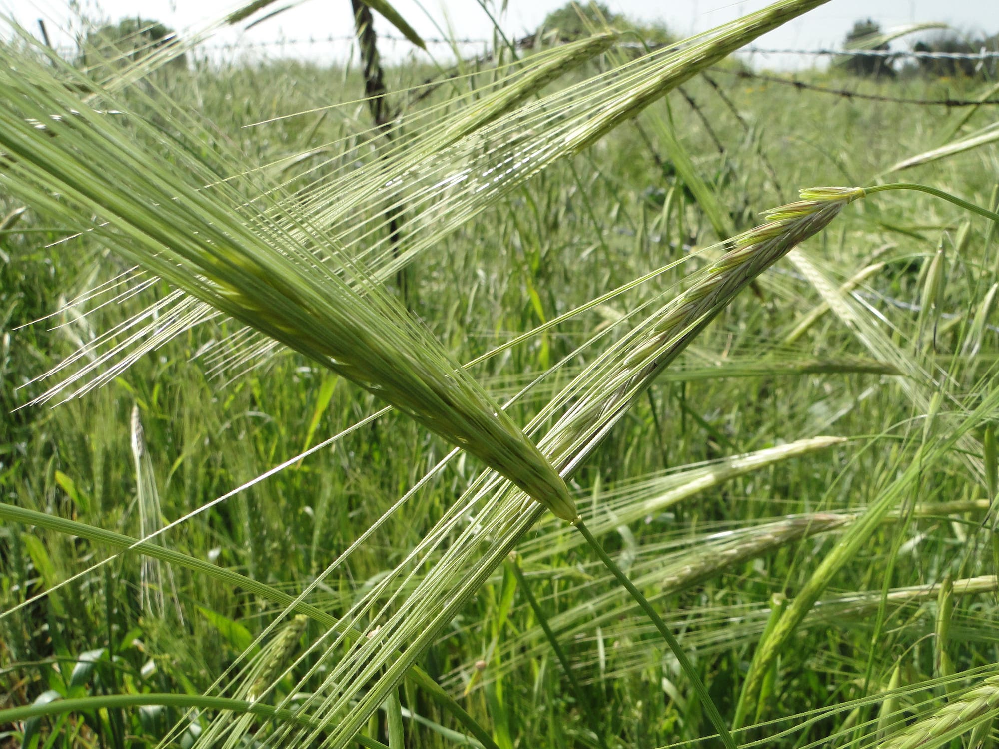 Ein grünes Büschel Wildgerste im Sonnenlicht auf einem Feld. Die Halme sind dicht, die Grannen leuchten golden in der Sonne. Im Hintergrund sind unscharfer Boden und weitere Vegetation zu sehen.