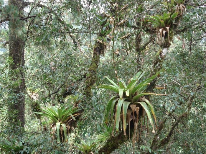 Epiphyten in mexikanischem Bergwald