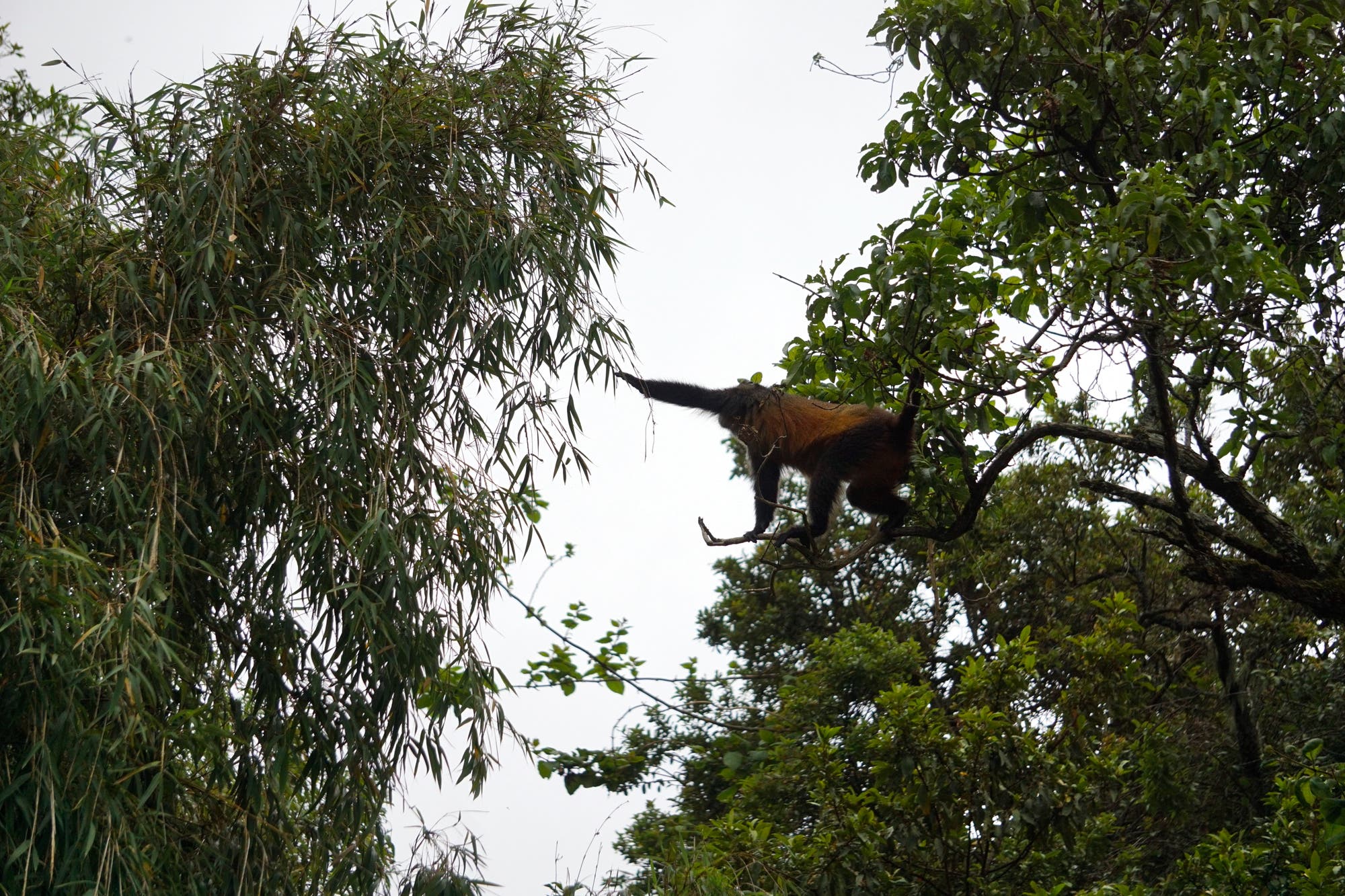 Die Bambuszone auf 2000 bis 2900 Meter Höhe ist der wichtigste Lebensraum für Ugandas Goldmeerkatzen.