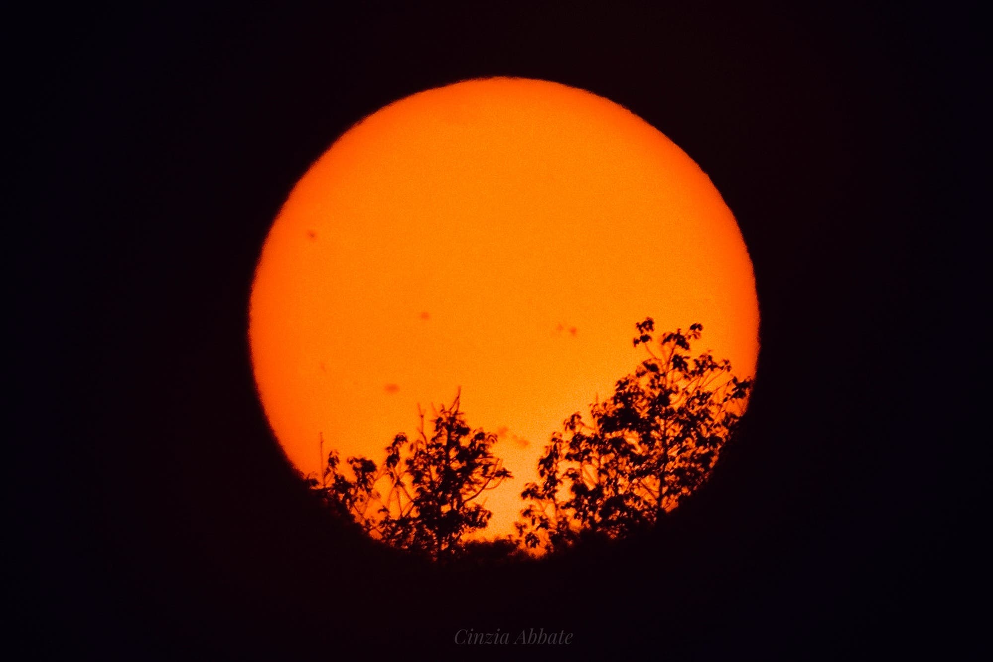 Un gran sol anaranjado domina la imagen, parcialmente oscurecido por las siluetas de los árboles en primer plano. En la superficie del sol se ven manchas oscuras que podrían representar manchas solares. El fondo es oscuro, lo que aumenta el contraste con el sol brillante.
