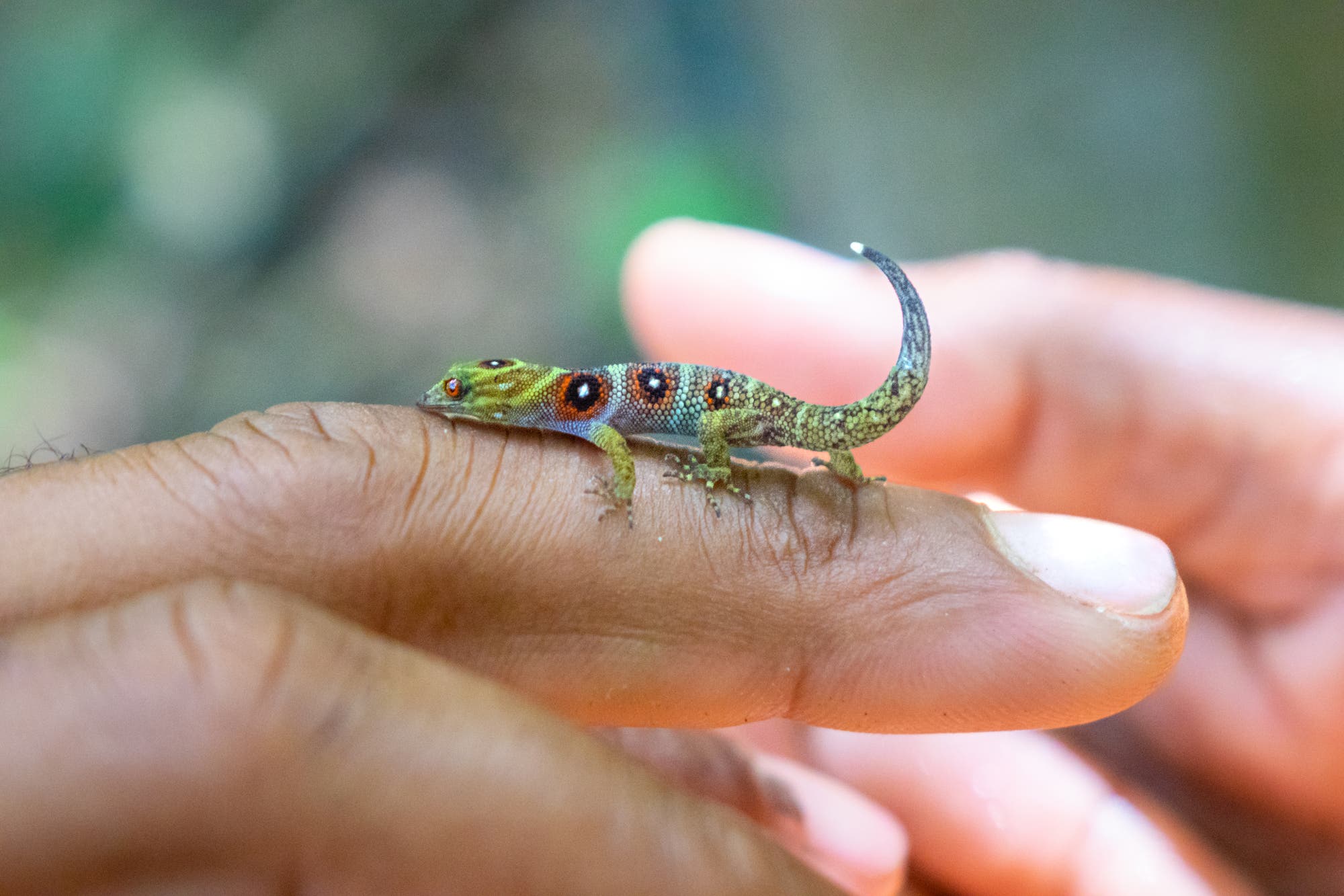 Der bunte Union-Island-Gecko ist kleiner als ein Finger.