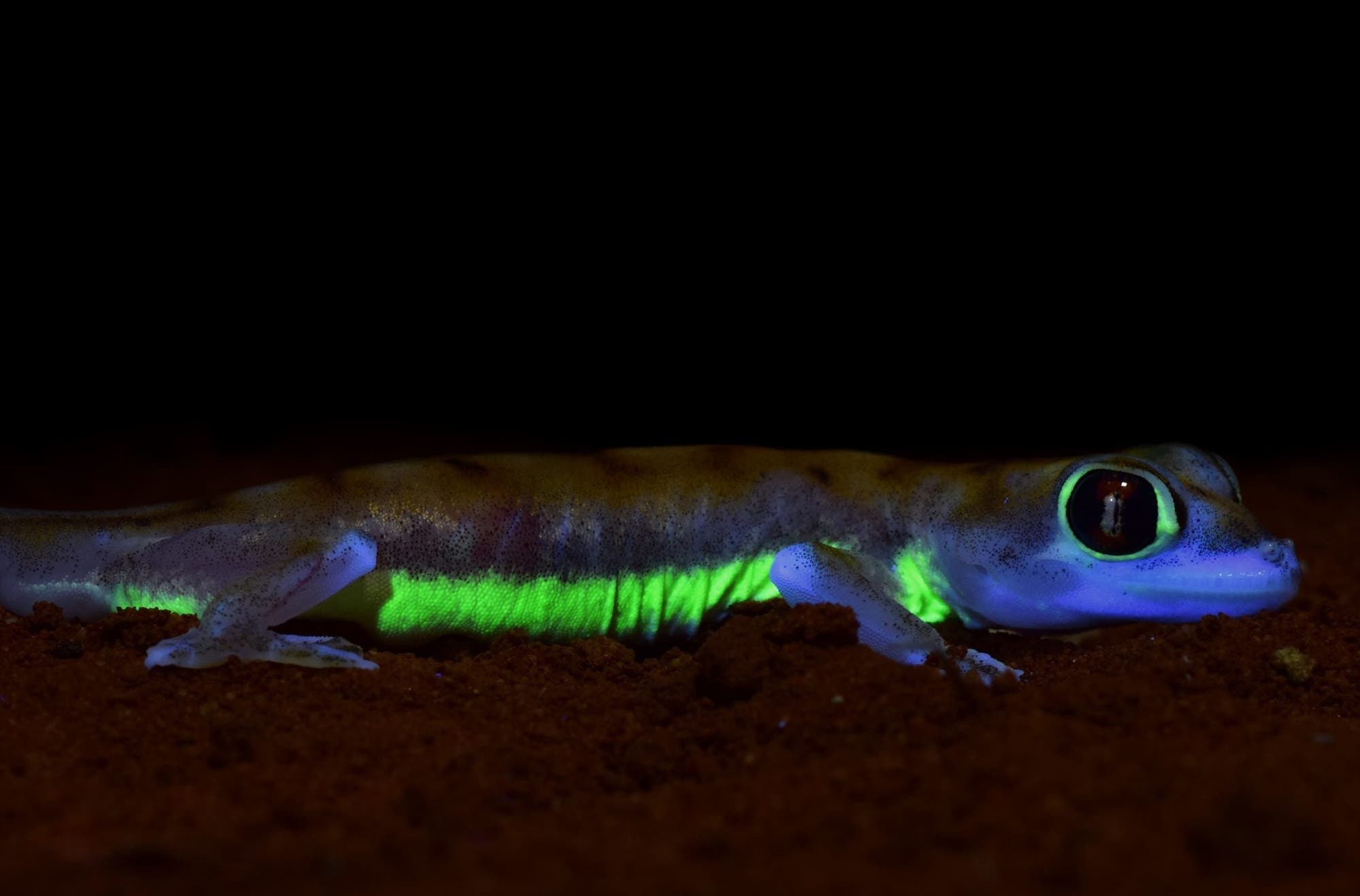 Gecko im Schwarzlicht