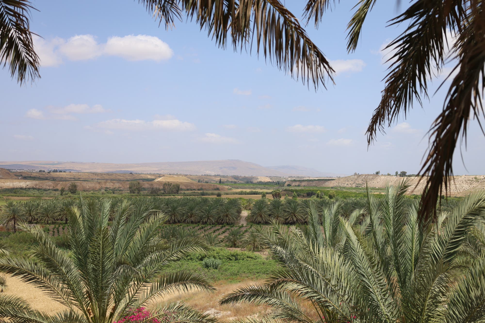 Dattelfarmen in Jordanien