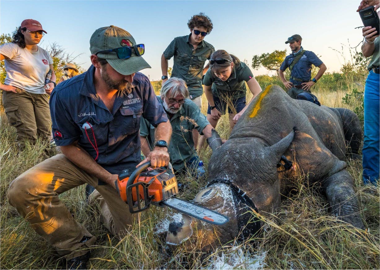 Eine Gruppe von Menschen in Outdoor-Kleidung steht um ein betäubtes Nashorn in einer Graslandschaft. Eine Person verwendet eine Kettensäge, um das Horn des Nashorns zu entfernen, während andere zusehen und assistieren. Das Nashorn liegt auf der Seite, und sein Horn ist mit einer weißen Substanz bedeckt. Die Szene findet bei Tageslicht statt, und im Hintergrund sind Bäume sichtbar.