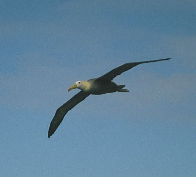 Galapagos-Albatros