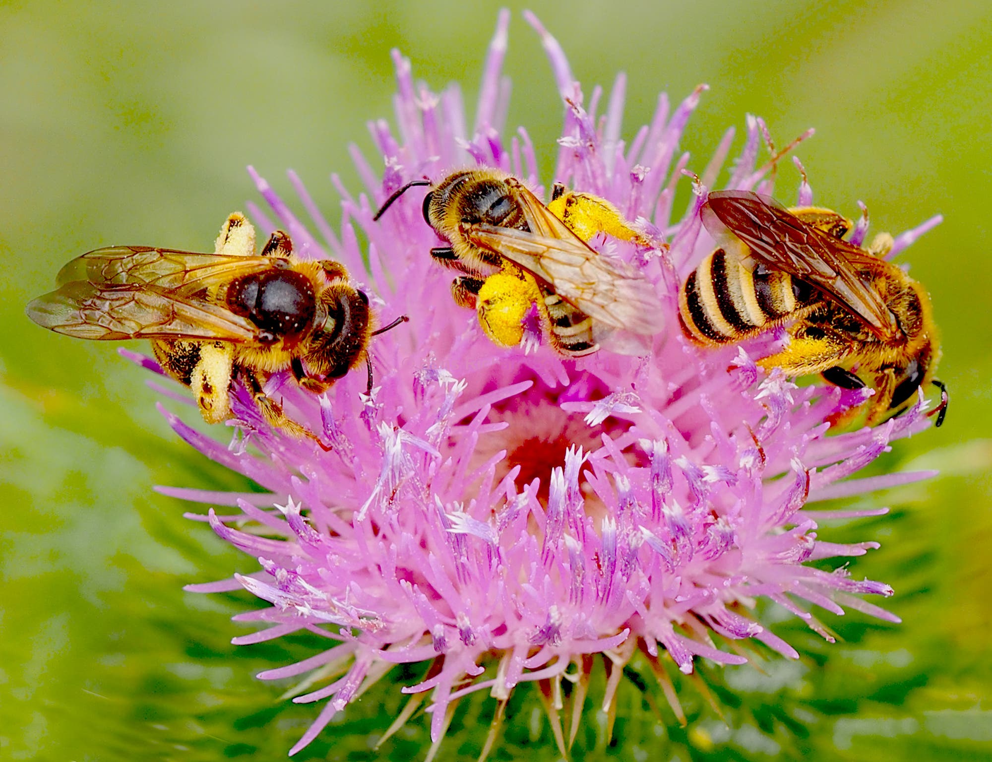 Drei Bienen sammeln Pollen auf einer blühenden, pinken Distelblüte. Die Bienen sind mit gelbem Pollen bedeckt, während sie auf den zarten, stacheligen Blütenblättern der Distel sitzen. Der Hintergrund ist unscharf und grün, was die Blüte und die Bienen in den Fokus rückt.
