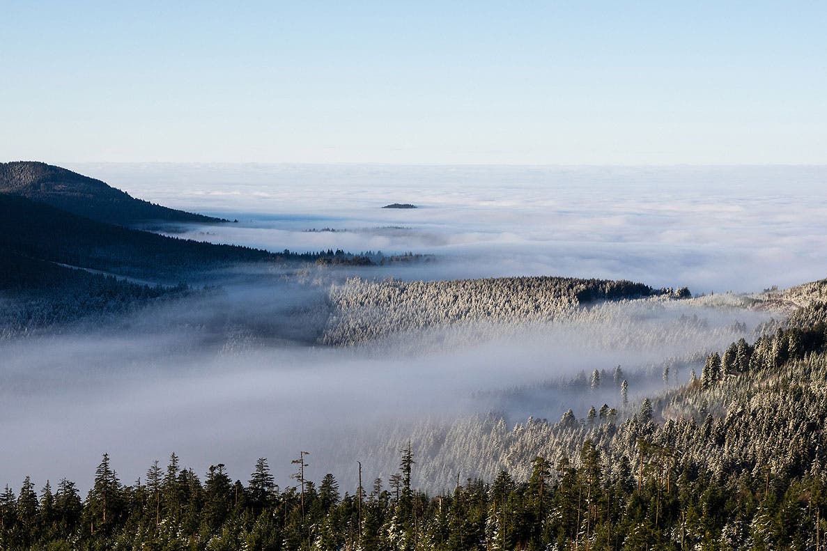 Blick von einer Bergkuppe über Tannenwälder, die in eine von Nebel völlig verhüllte Ebene abtauchen.