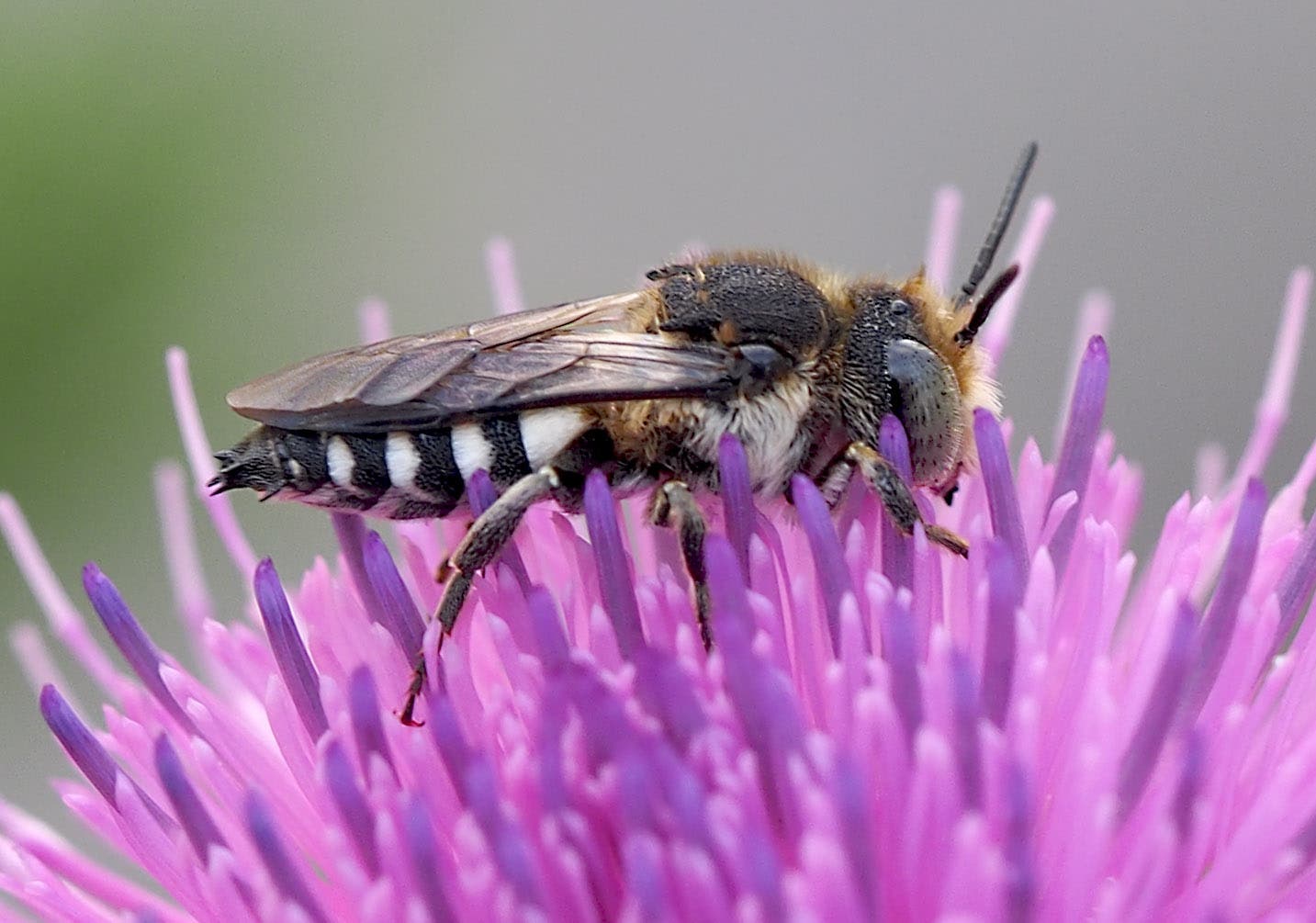 Eine Biene sitzt auf einer violetten Blüte und sammelt Nektar. Die Nahaufnahme zeigt die detaillierte Struktur der Blütenblätter und die Streifen auf dem Körper der Biene. Der Hintergrund ist unscharf, was den Fokus auf die Biene und die Blume lenkt.