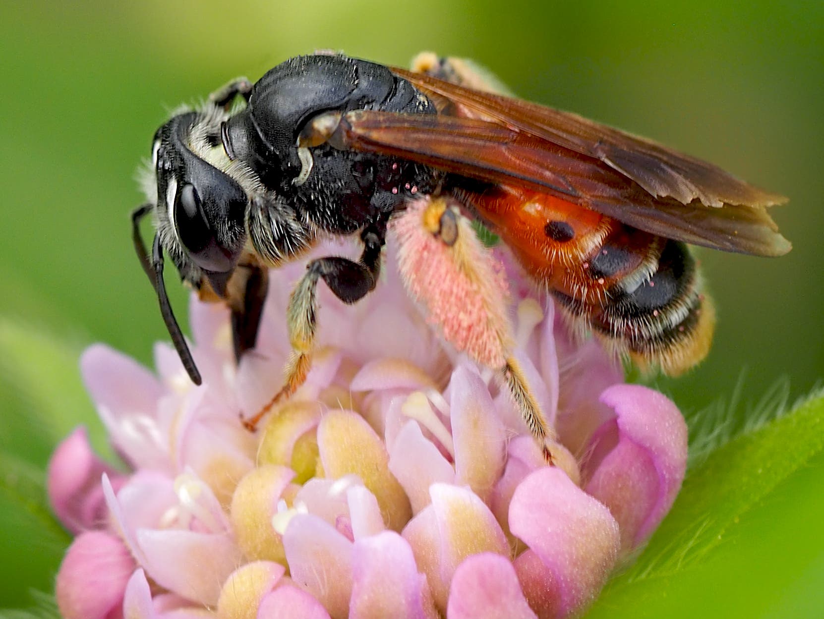 Eine Nahaufnahme einer Biene, die auf einer weiß-rosa Blume sitzt. Die Biene hat einen schwarzen Körper mit orangefarbenen Streifen und durchsichtigen Flügeln. Die Blume hat zarte, pastellfarbene Blütenblätter. Der Hintergrund ist unscharf und grün, was die Biene und die Blume hervorhebt.