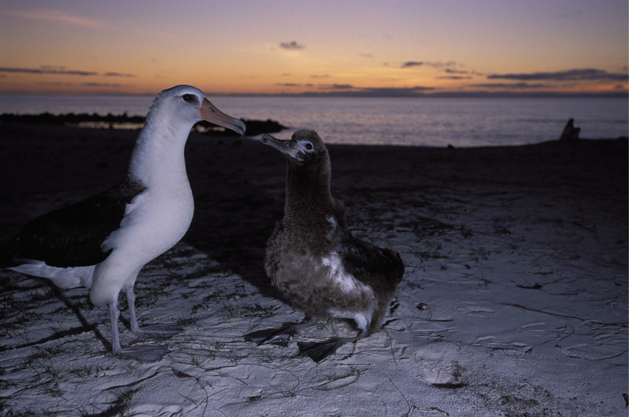 Fütternder Laysan-Albatros