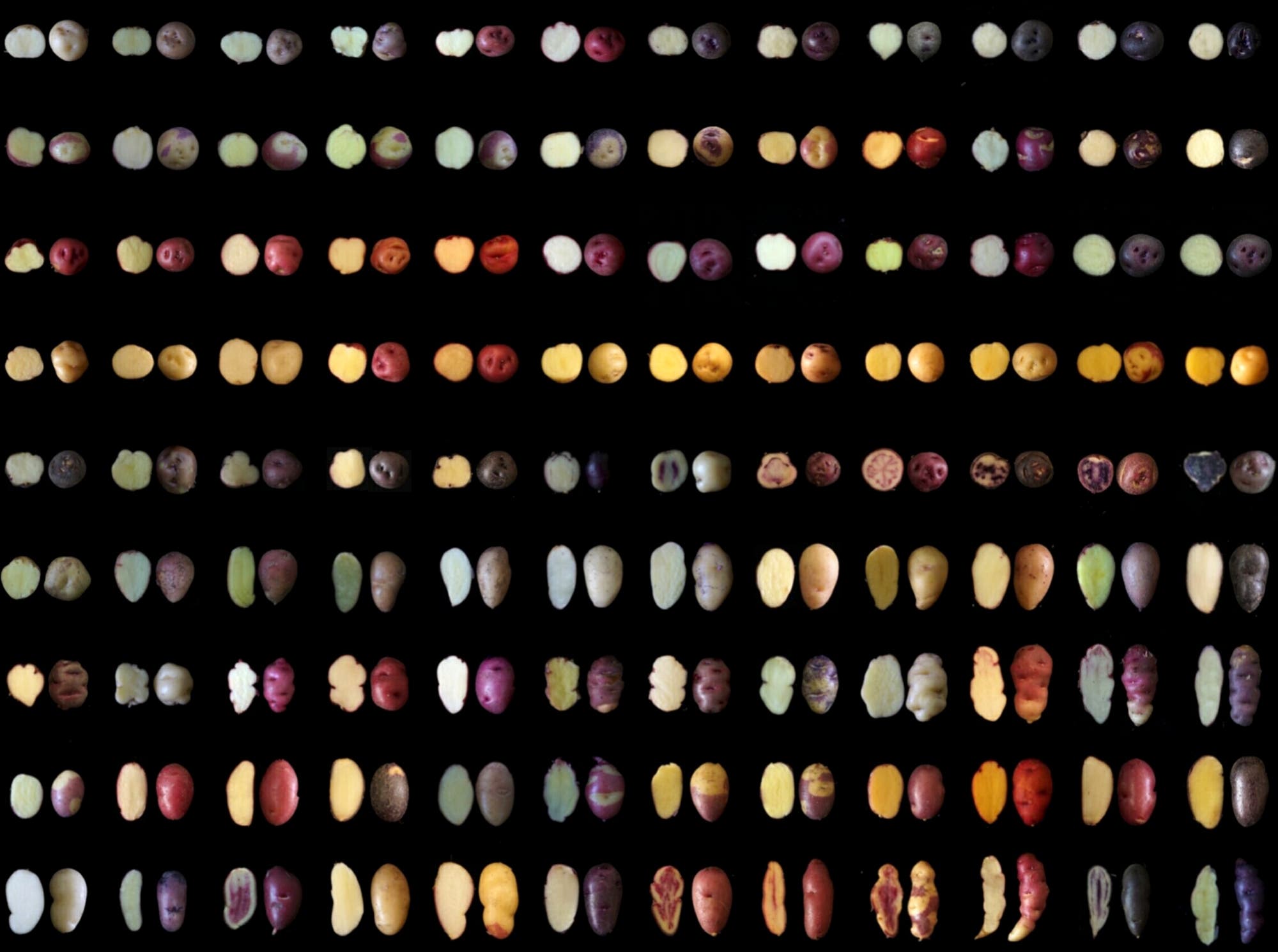 Eine Sammlung von Kartoffelsamen, die in mehreren Reihen und Spalten auf schwarzem Hintergrund angeordnet sind. Die Samen variieren in Form, Größe und Farbe, von hellen Gelb- und Beigetönen bis zu dunklen Rot- und Violetttönen. Die Vielfalt der Samen zeigt die genetische Diversität und die unterschiedlichen Merkmale der Kartoffelsorten.