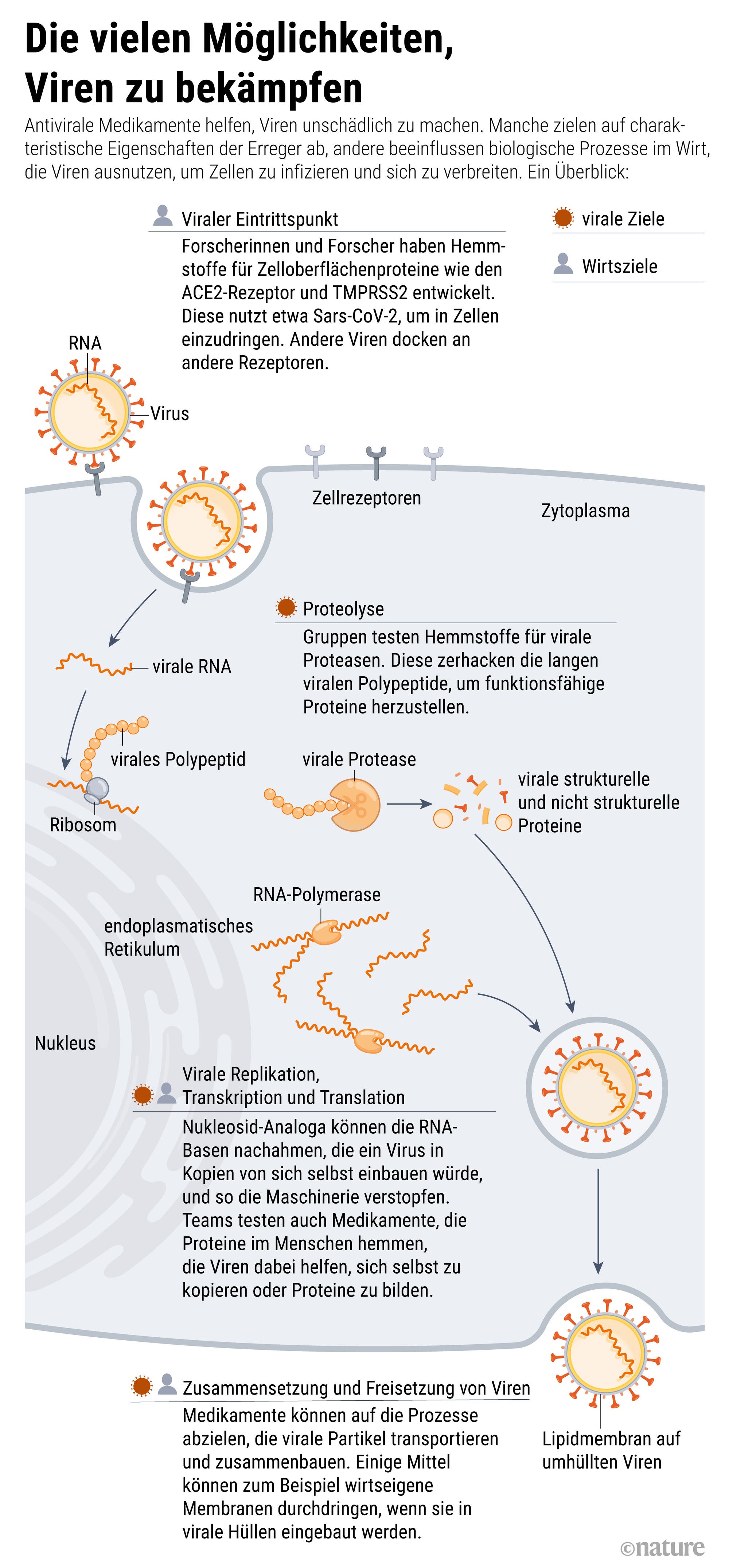 Wie antivirale Medikamente verhindern sollen, dass Viren in Körperzellen eindringen oder sich dort vermehren, zeigt diese Grafik.