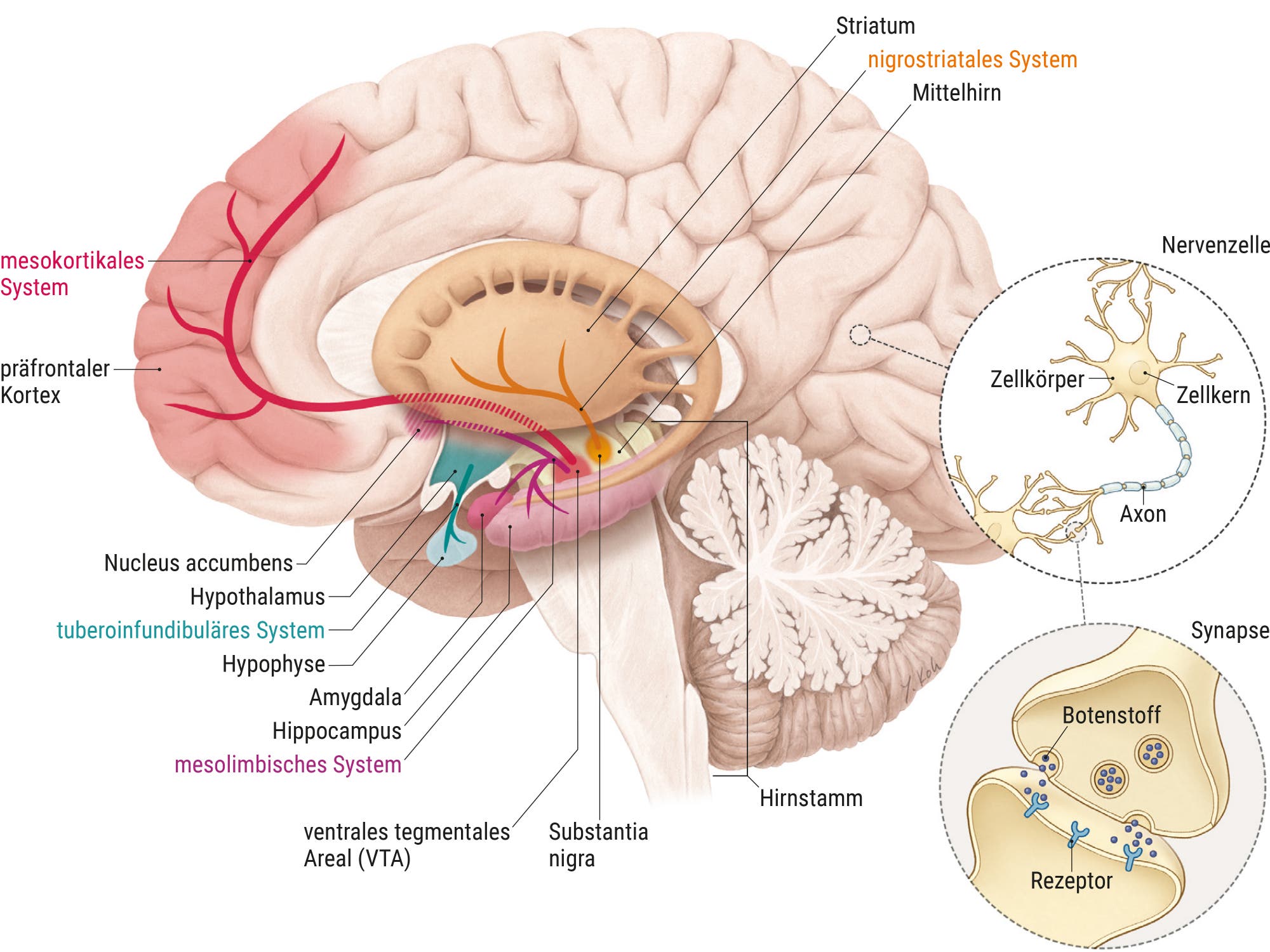 Illustration dopaminerger Systeme im Gehirn. Zu sehen sind der präfrontale Kortex, das Striatum, der Nucleus accumbens, der Hypothalamus, die Hypophyse, die Amygdala, der Hippocampus, die Substantia nigra und der Hirnstamm. Die neuronalen Systeme sind farblich hervorgehoben: das mesocorticales System in Rot, das nigrostriatales System in Orange, das tuberoinfundibuläres System in Grün und das mesolimbisches System in Pink. Eine weitere Grafik zeigt eine Nervenzelle mit Zellkörper, Zellkern und Axon sowie die Signalübertragung an einer Synapse mit Rezeptoren und Botenstoffen.