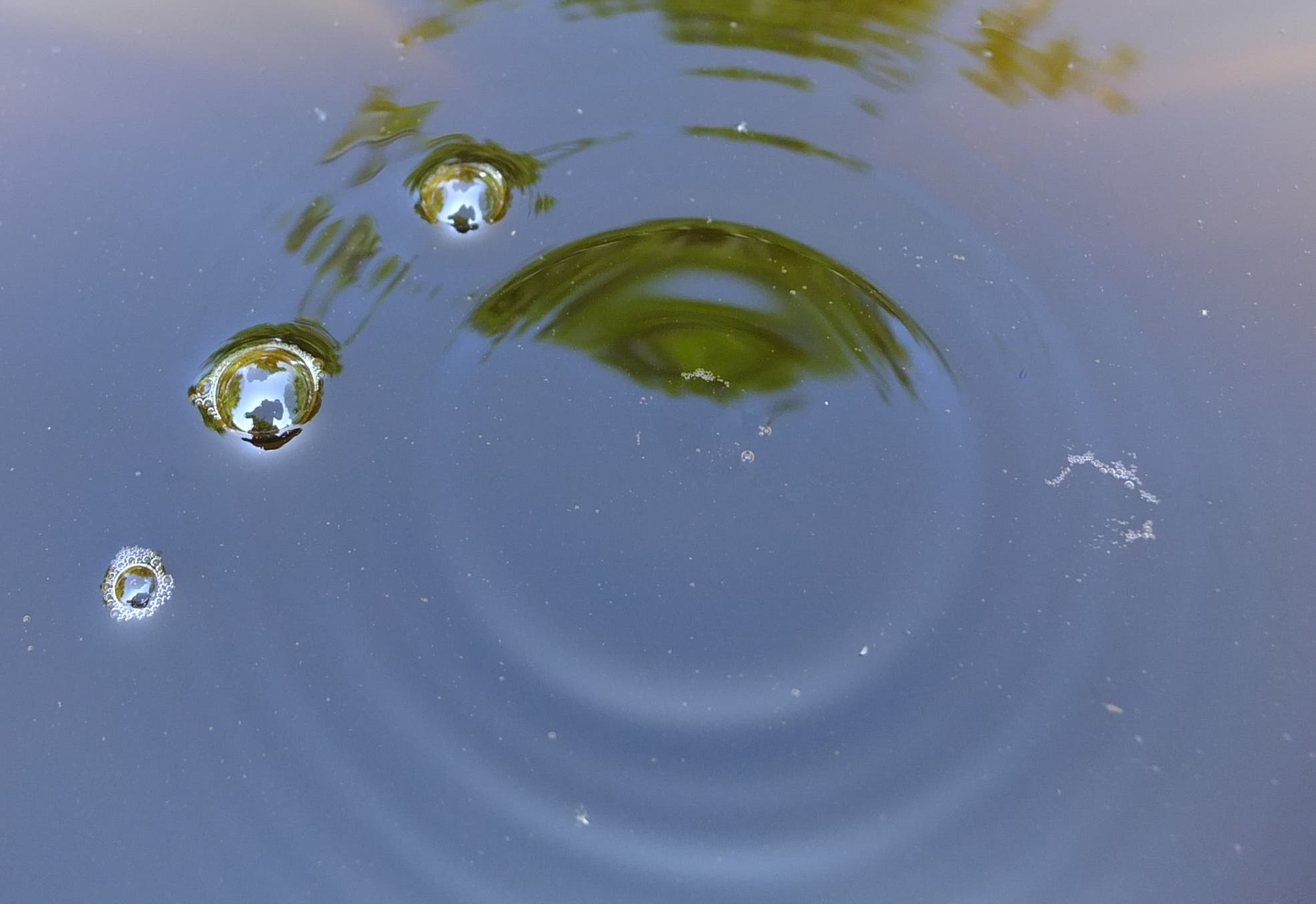 Auf einem Teich schnellt Wasser, das von einer Halbblase eingedellt wurde, nach deren Platzen nach oben. Die dadurch ausgelösten Wellen breiten sich auf der Wasseroberfläche aus.