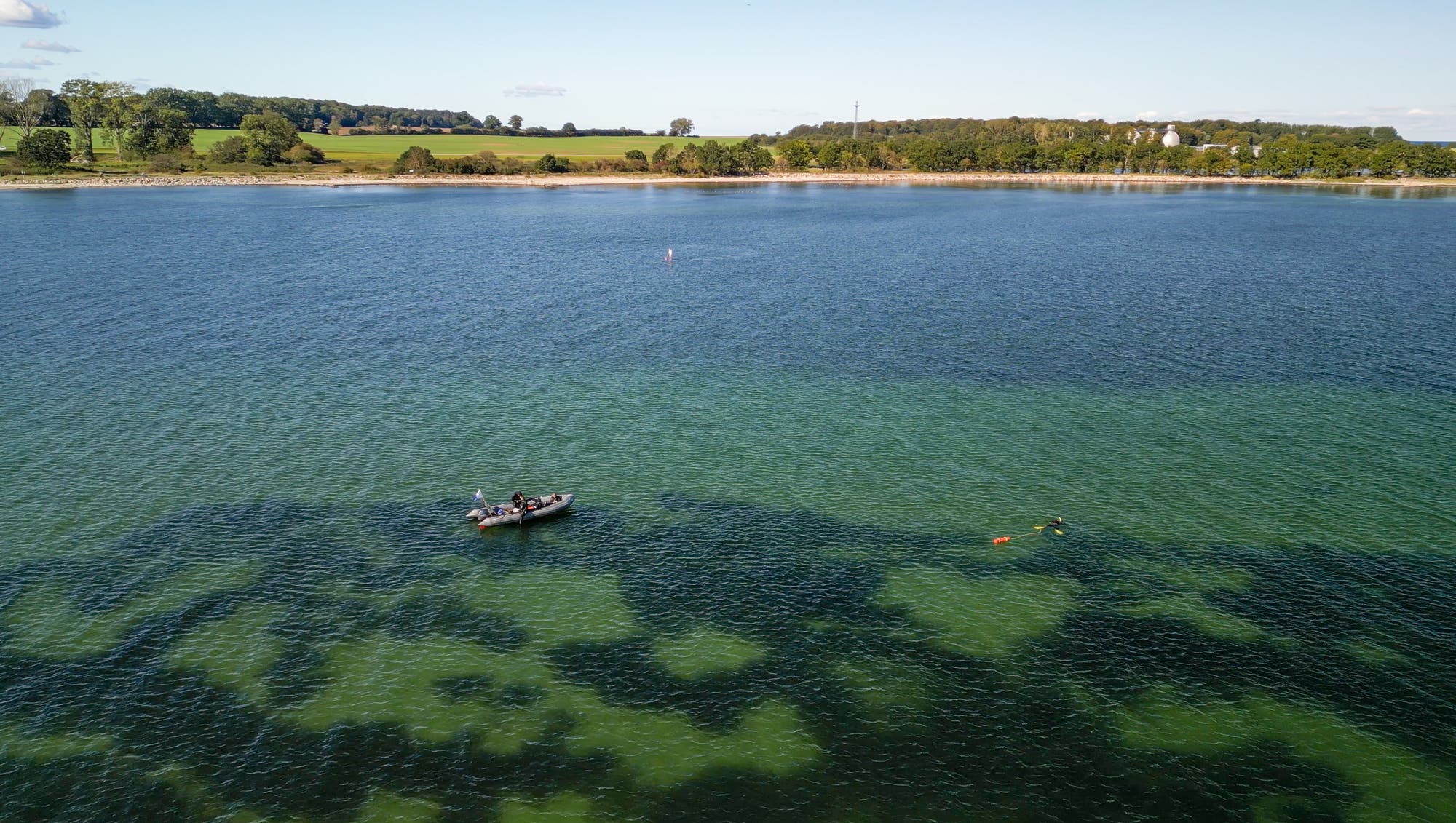 Luftaufnahme am Ufer der Kieler Förde mit grünem Wasser, das auf Seegras hindeutet. Ein kleines Boot mit zwei Personen befindet sich auf dem Wasser, während eine Person in einem Neoprenanzug in der Nähe schwimmt. Im Hintergrund ist eine bewaldete Küstenlinie mit Feldern und vereinzelten Gebäuden zu sehen. Der Himmel ist klar und blau.