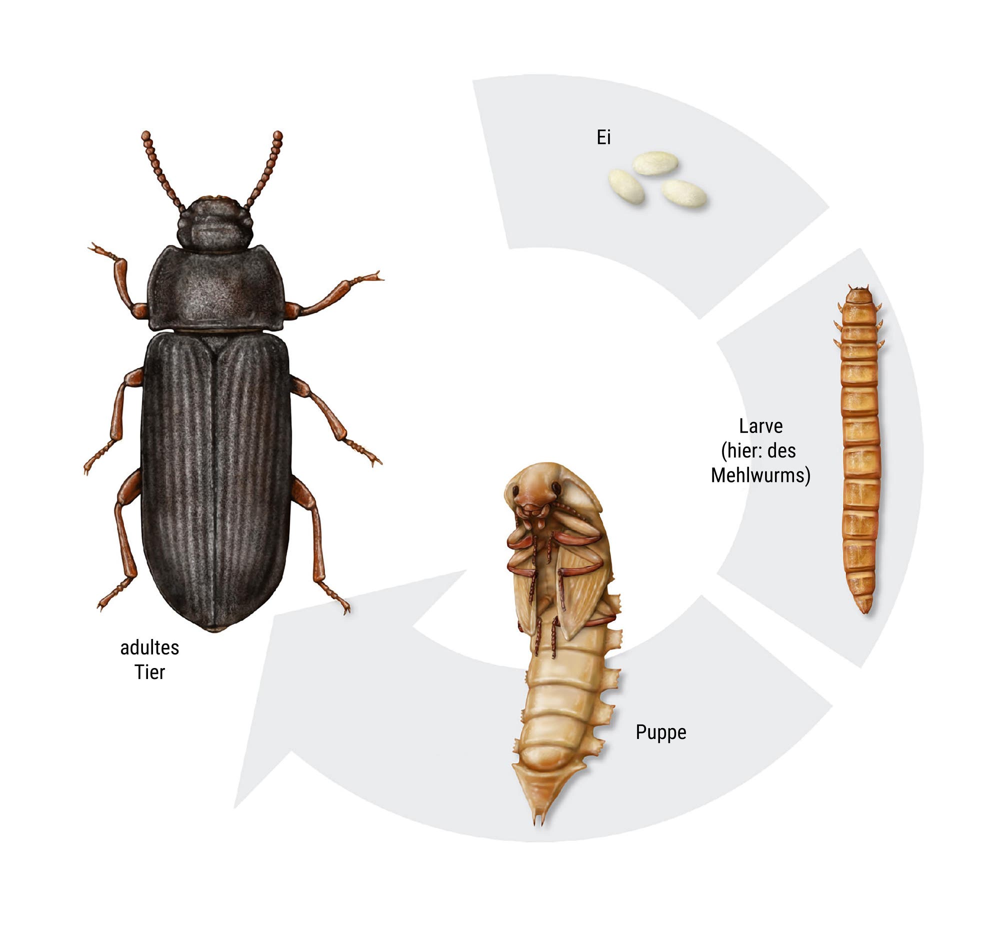 Lebenszyklus eines Käfers vom Ei bis zum erwachsenen Tier