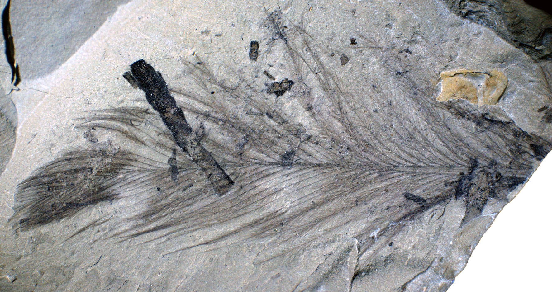 Fossil einer Vogelfeder 