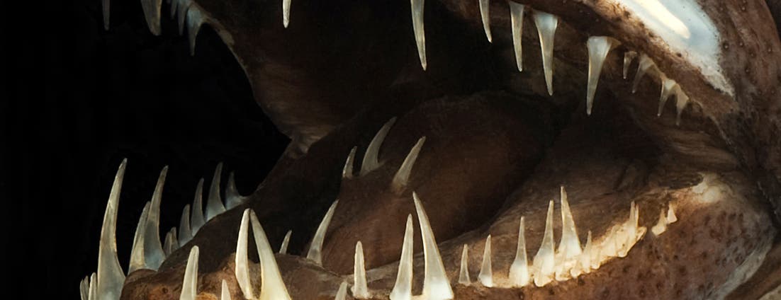 Drachenfische tragen sogar auf der Zunge Zähne