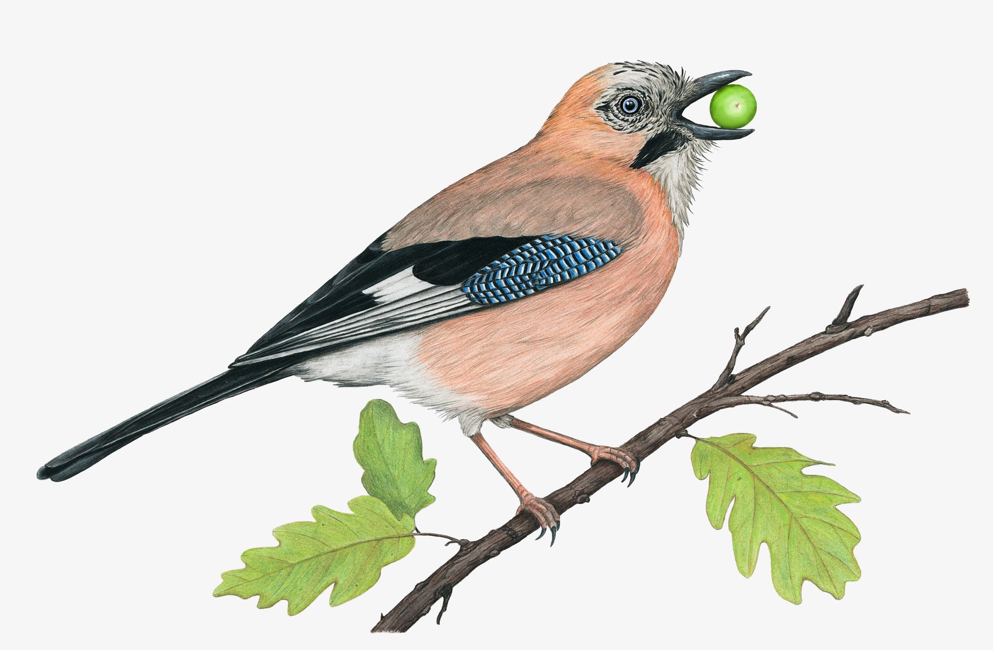 Eine detaillierte Illustration eines Eichelhähers, der auf einem Ast sitzt. Der Vogel hält eine grüne Eichel im Schnabel. Der Eichelhäher hat ein auffälliges Gefieder mit einem Muster in Blau, Schwarz und Weiß auf den Flügeln und einen rostroten Körper. Der Ast hat grüne Blätter.