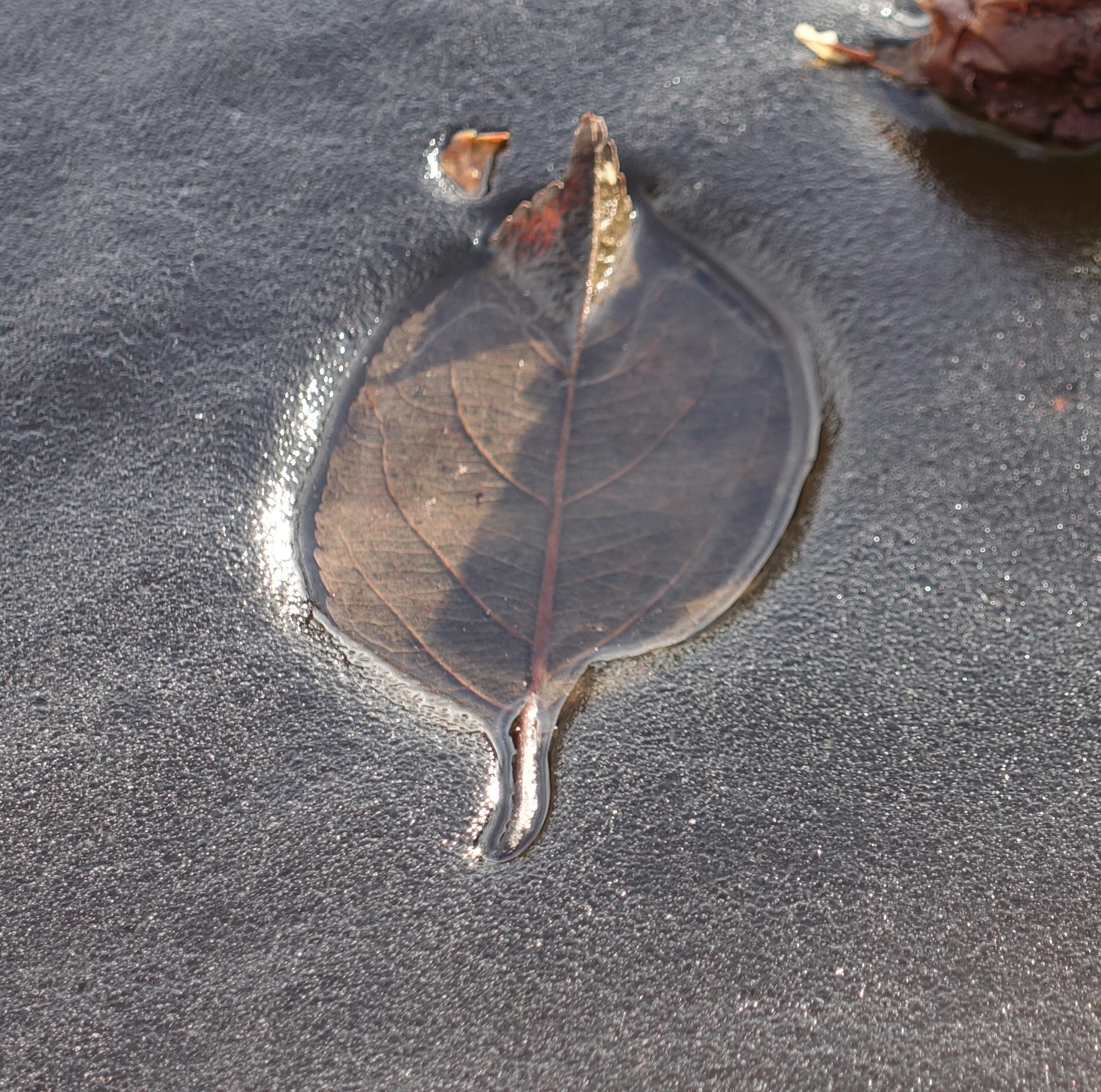 Ein Blatt im Sonnenlicht sinkt in eine Eisschicht ein