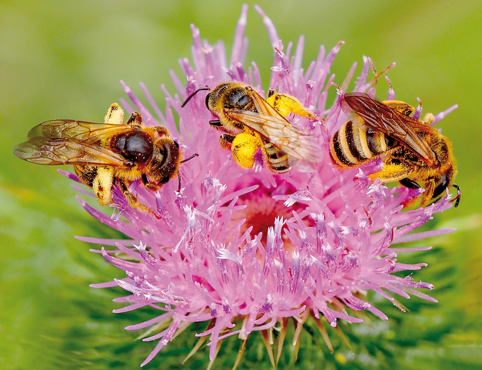 Die Gelbbindige Furchenbiene war Wildbiene des Jahres 2018