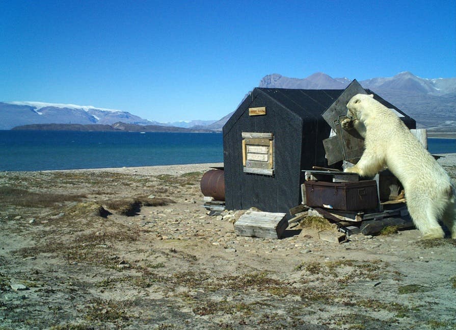 Eine automatische Kamera dokumentierte diesen Eisbär nahe einer Trapperhütte