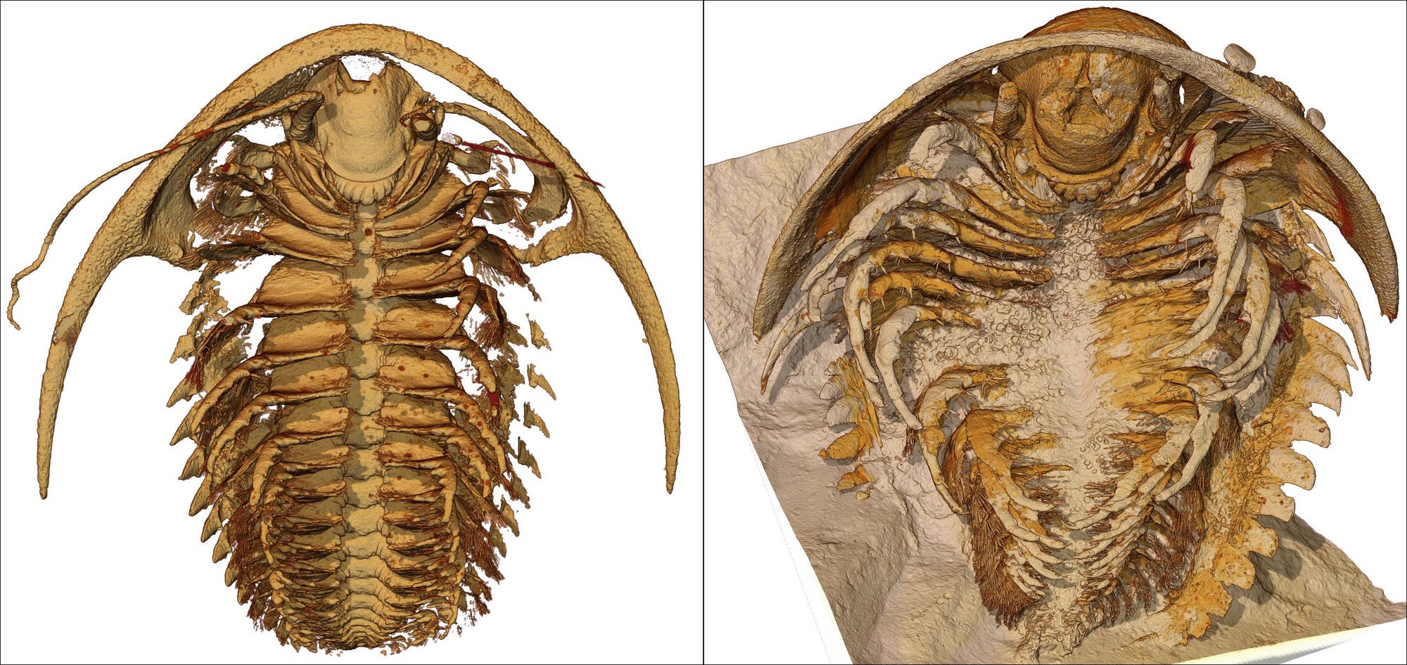Unterseite eines rekonstruierten Trilobiten in verschiedenen Braun- und Beigetönen: Erkennbar sind viele Beinpaare, der Kopf und der Kopfschild.