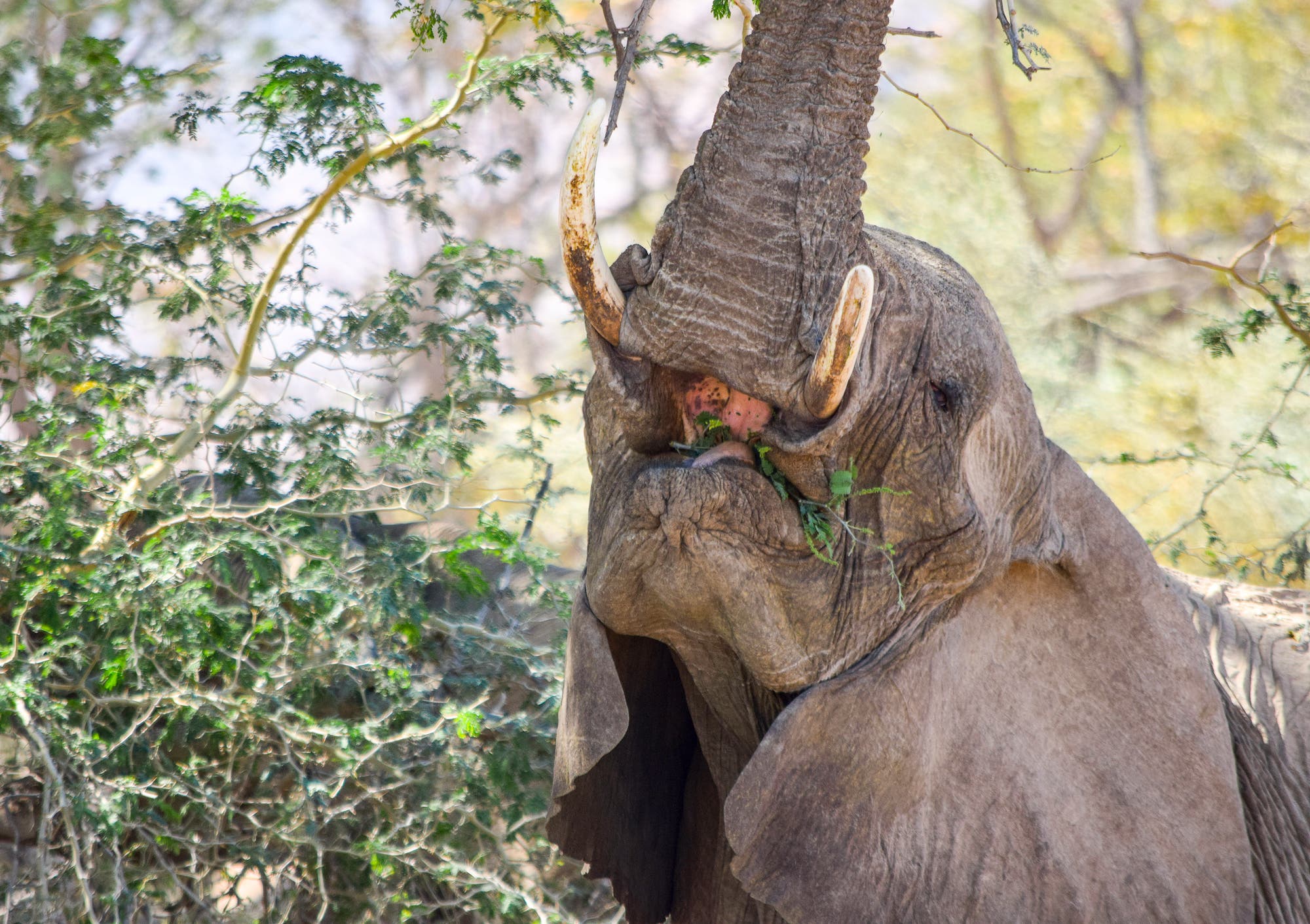 Elefant – zu schwer für einen anständigen Suff?