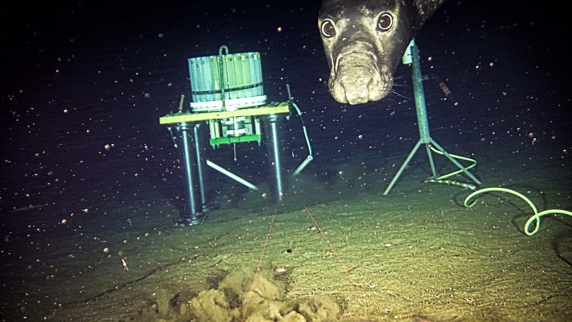 Ein männlicher, nördlicher See-Elefant wird in der Nähe eines Tiefsee-Observatoriums vor der Küste von British Columbia, Kanada, fotografiert.