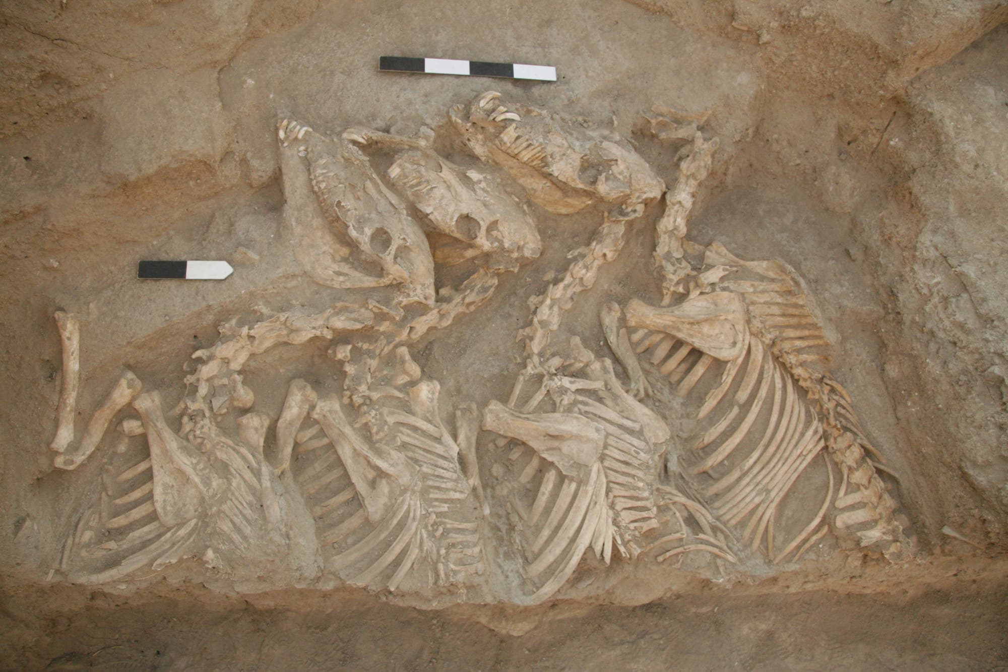 Kungas in Reih und Glied. Überreste der Hybridtiere in einem Grab des Friedhofs von Tell Umm-el Marra, zirka 2600 bis 2200 v. Chr.