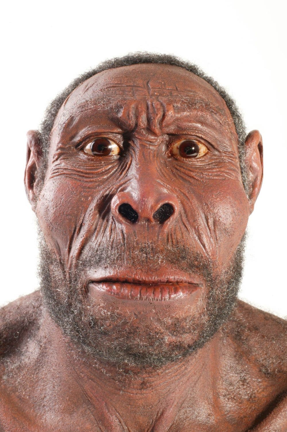 Pionier <em>Homo erectus</em>