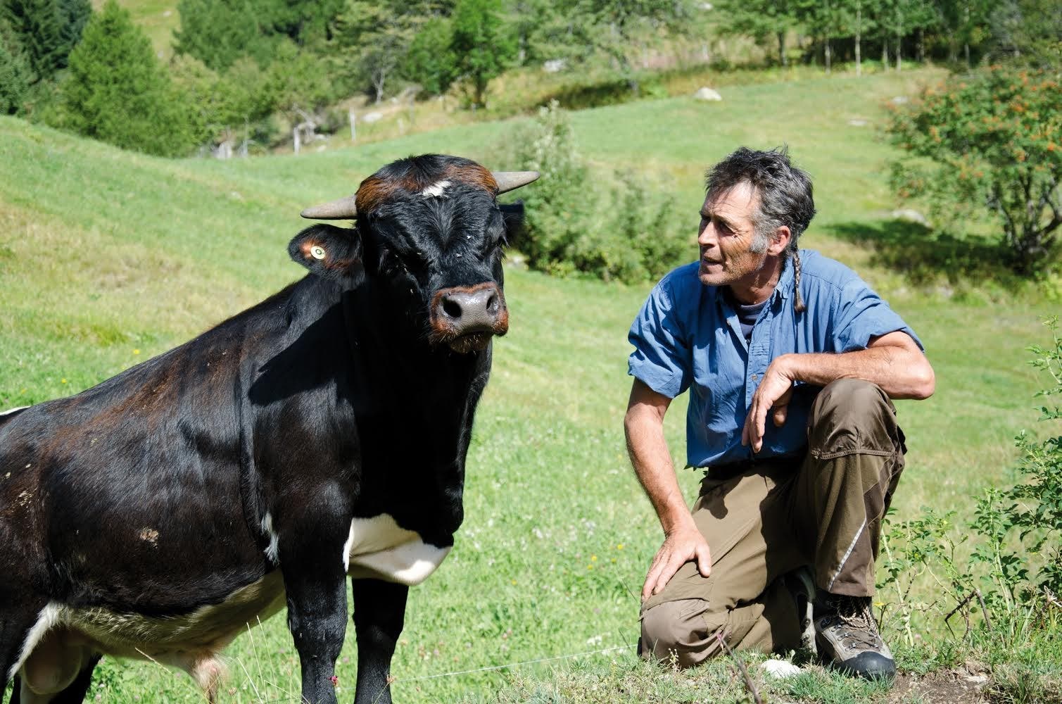 Tierzüchter mit Evolèner Stier in den Alpen