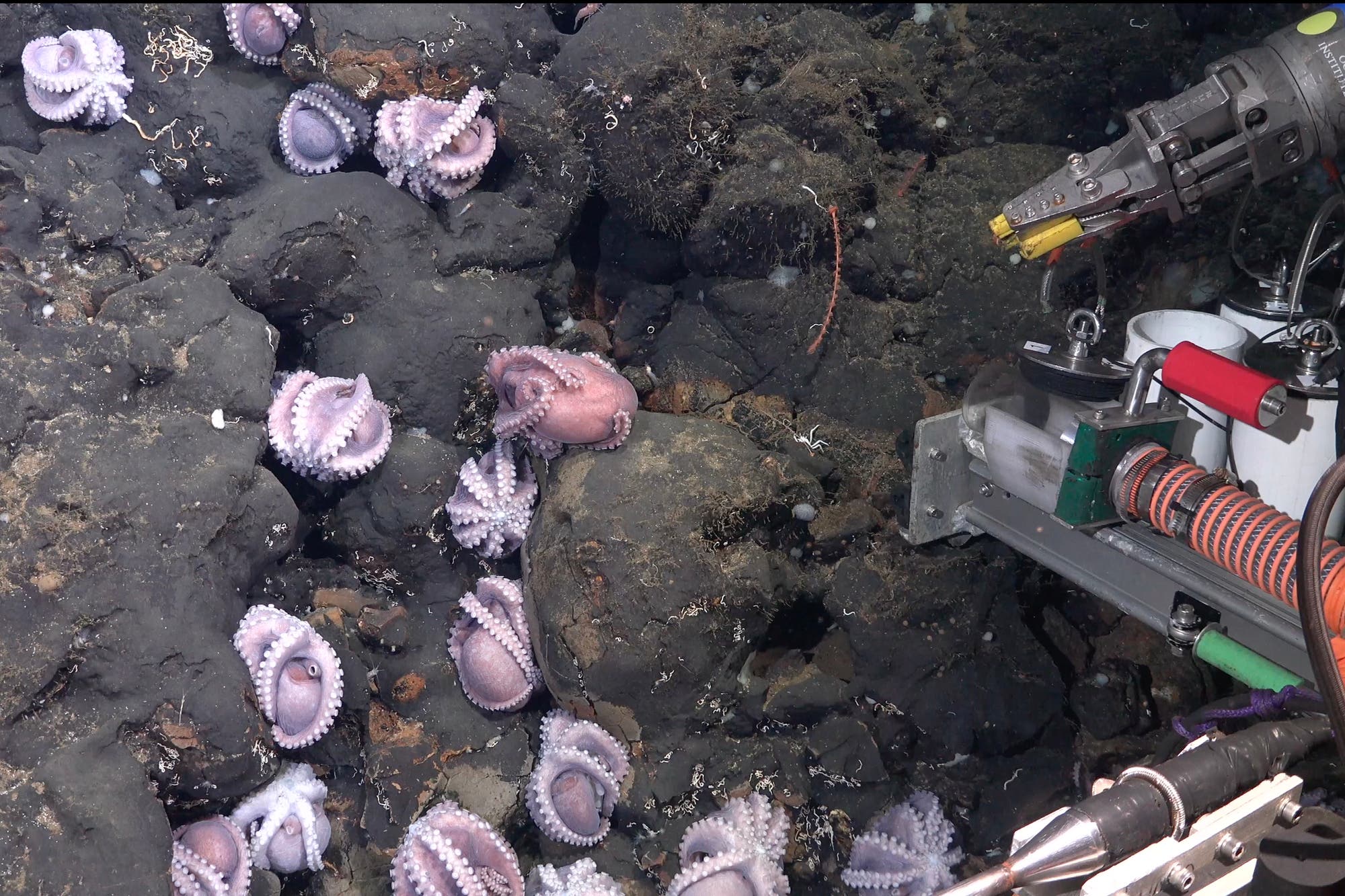 Blassviolett gefärbte Oktopusse versammeln sich an einem schwarzen Felsen, um dort ihre Eier auszubrüten.